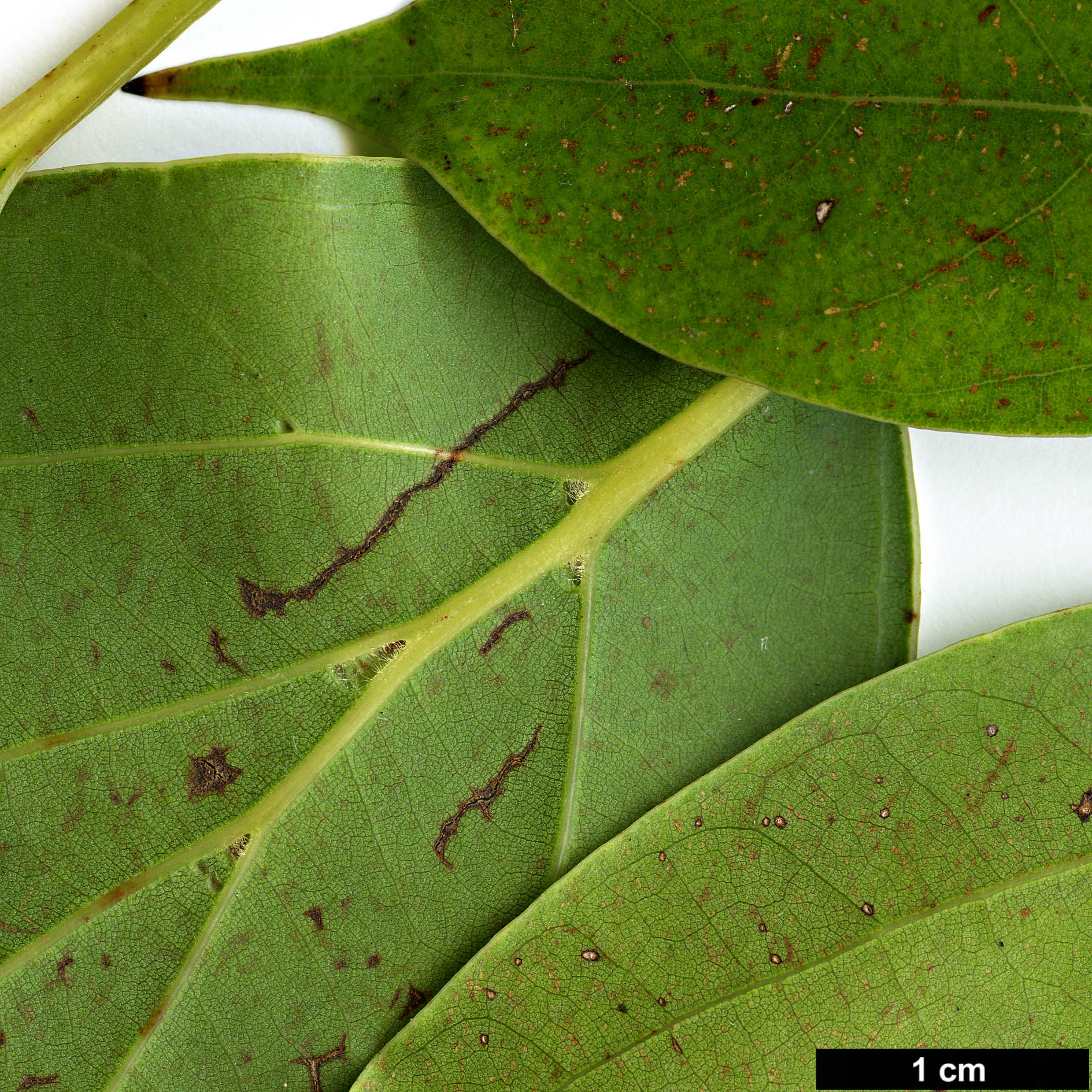 High resolution image: Family: Lauraceae - Genus: Cinnamomum - Taxon: glanduliferum