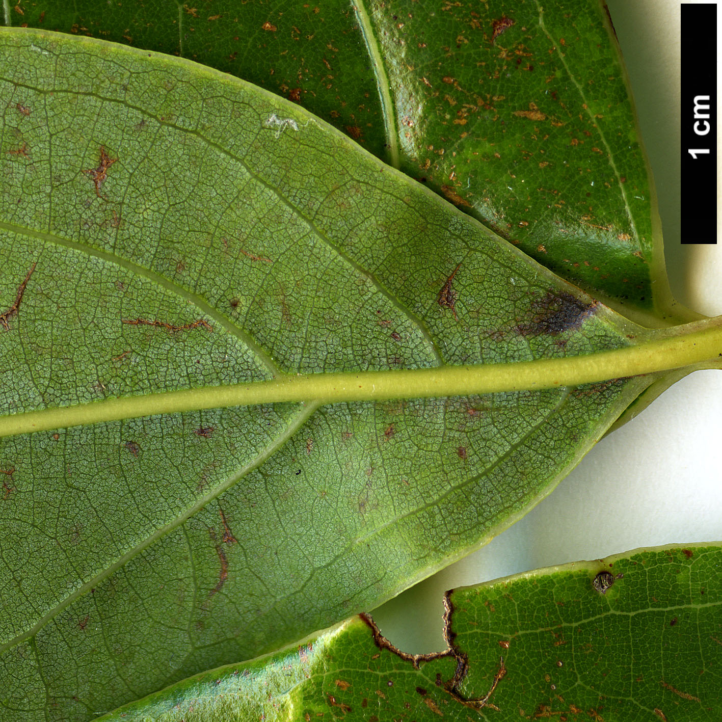 High resolution image: Family: Lauraceae - Genus: Cinnamomum - Taxon: glanduliferum