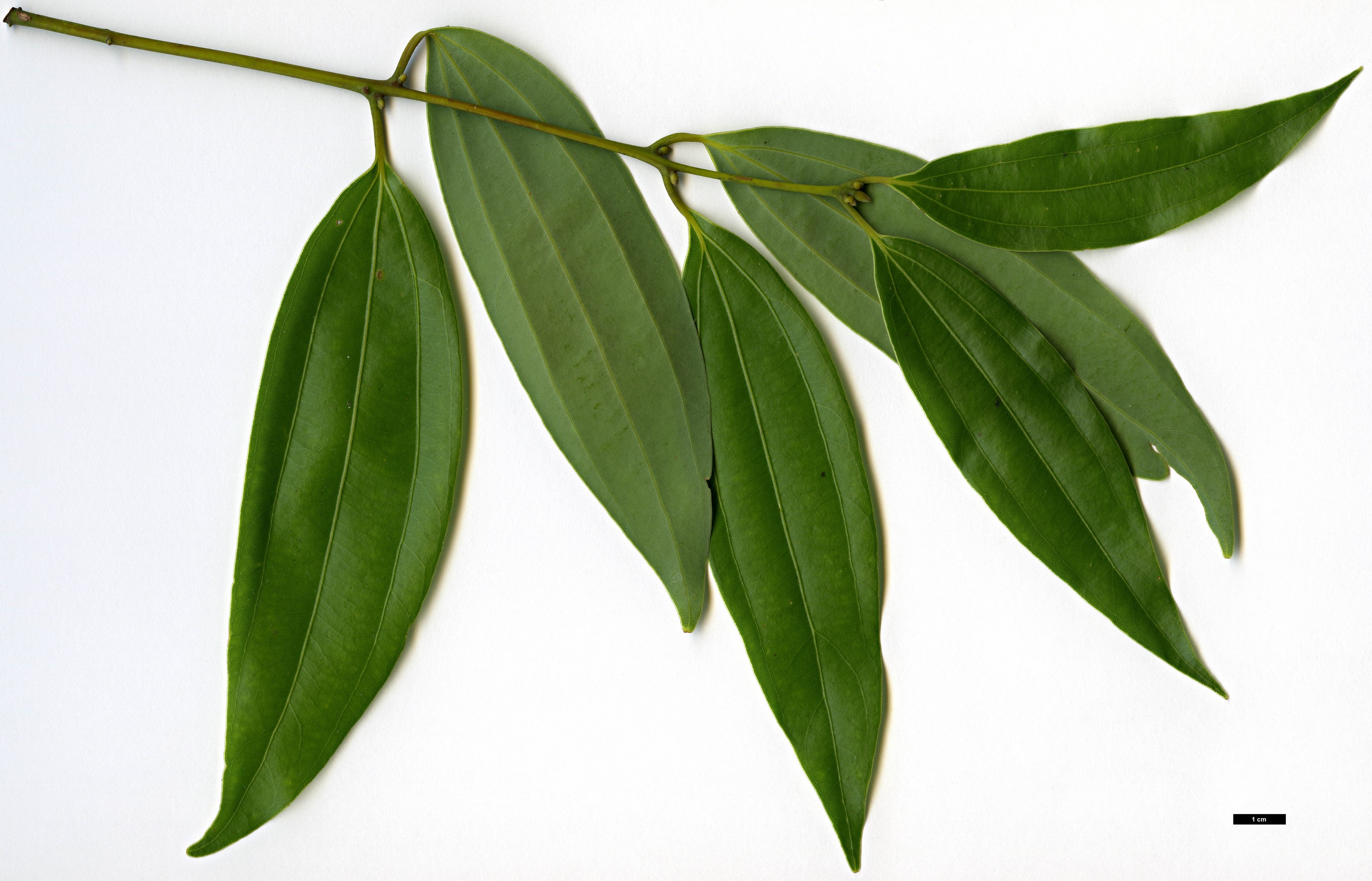 High resolution image: Family: Lauraceae - Genus: Cinnamomum - Taxon: japonicum High resolution image: Family: Lauraceae - Genus: Cinnamomum - Taxon: japonicum