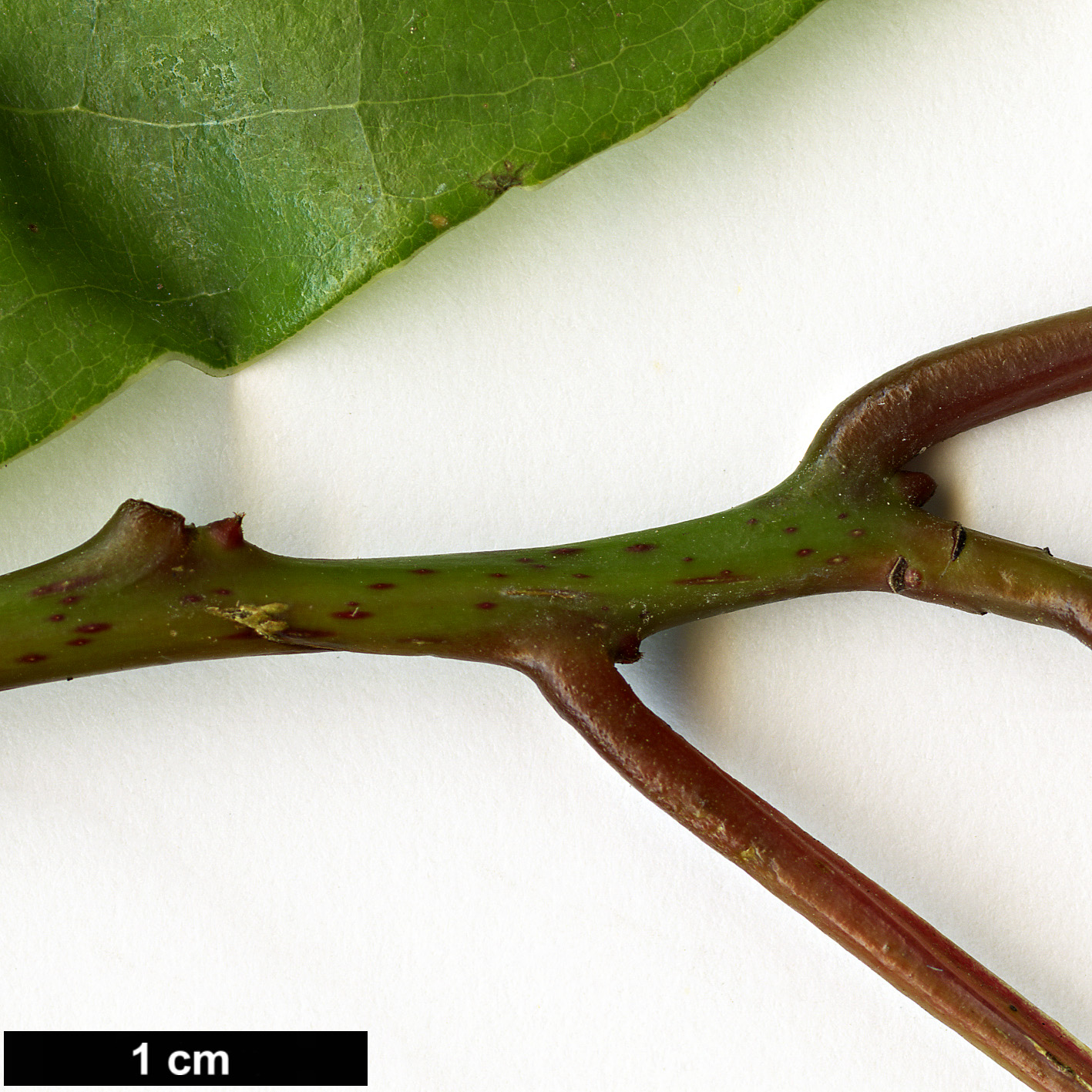 High resolution image: Family: Lauraceae - Genus: Cinnamomum - Taxon: micranthum