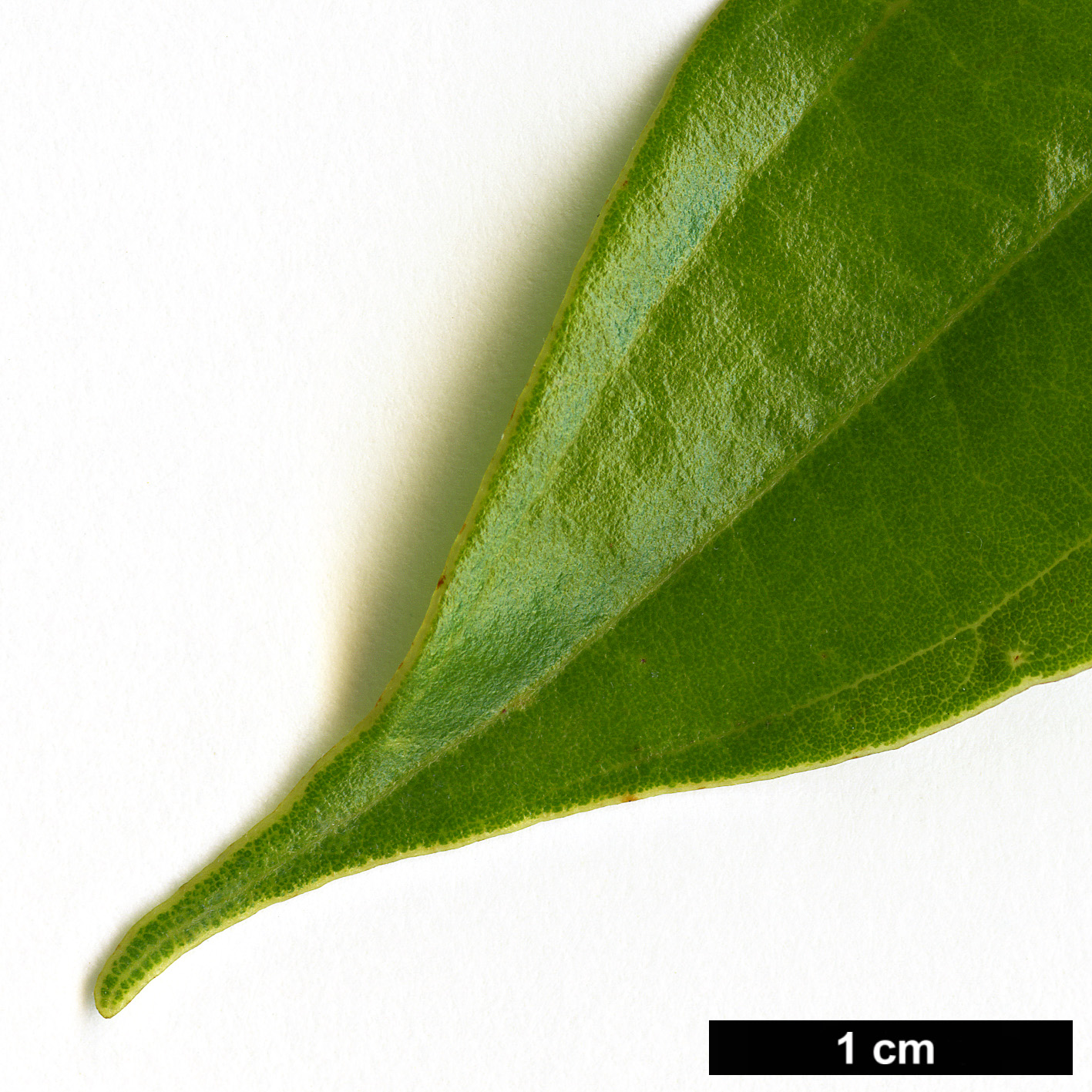 High resolution image: Family: Lauraceae - Genus: Cinnamomum - Taxon: tonkinense