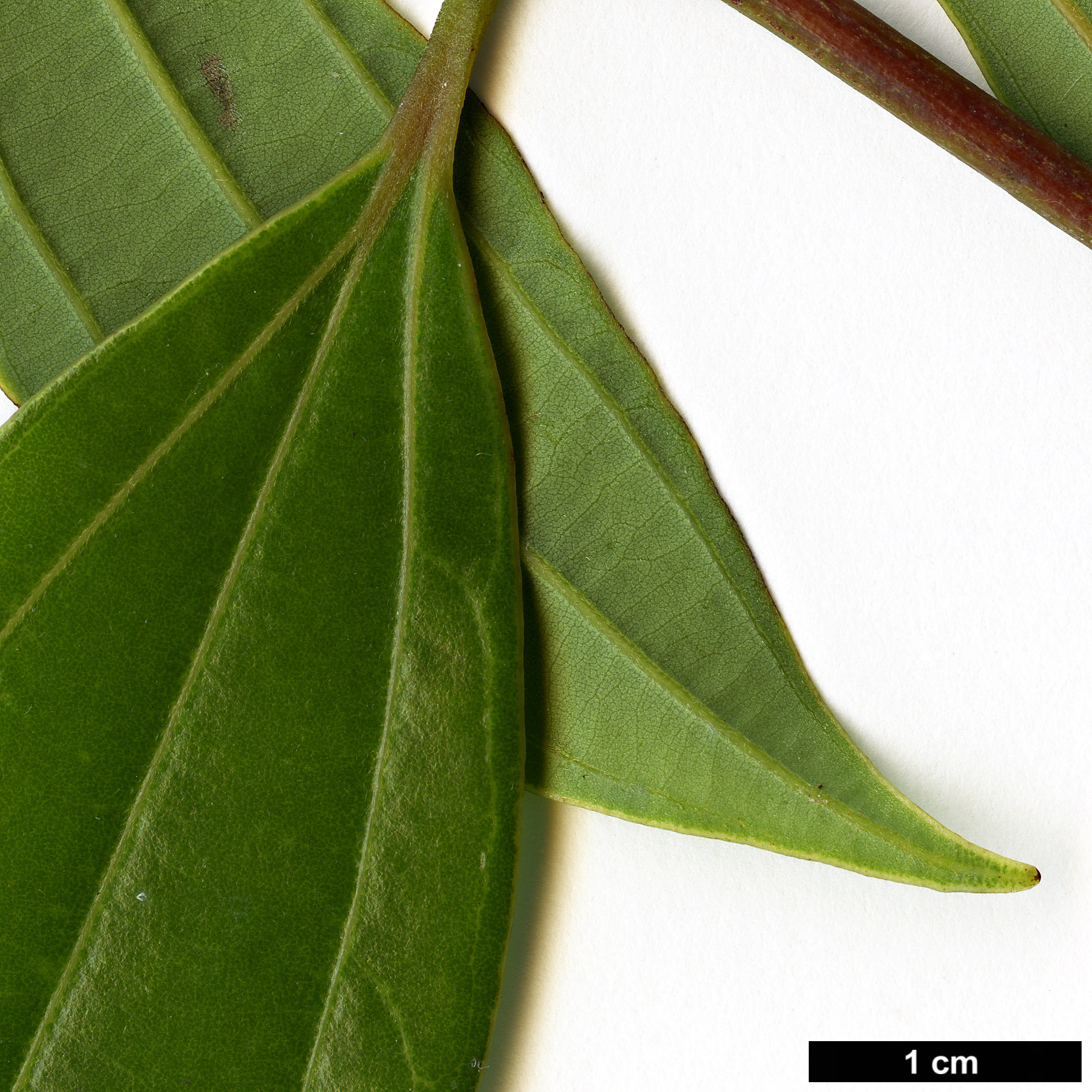 High resolution image: Family: Lauraceae - Genus: Cinnamomum - Taxon: tonkinense