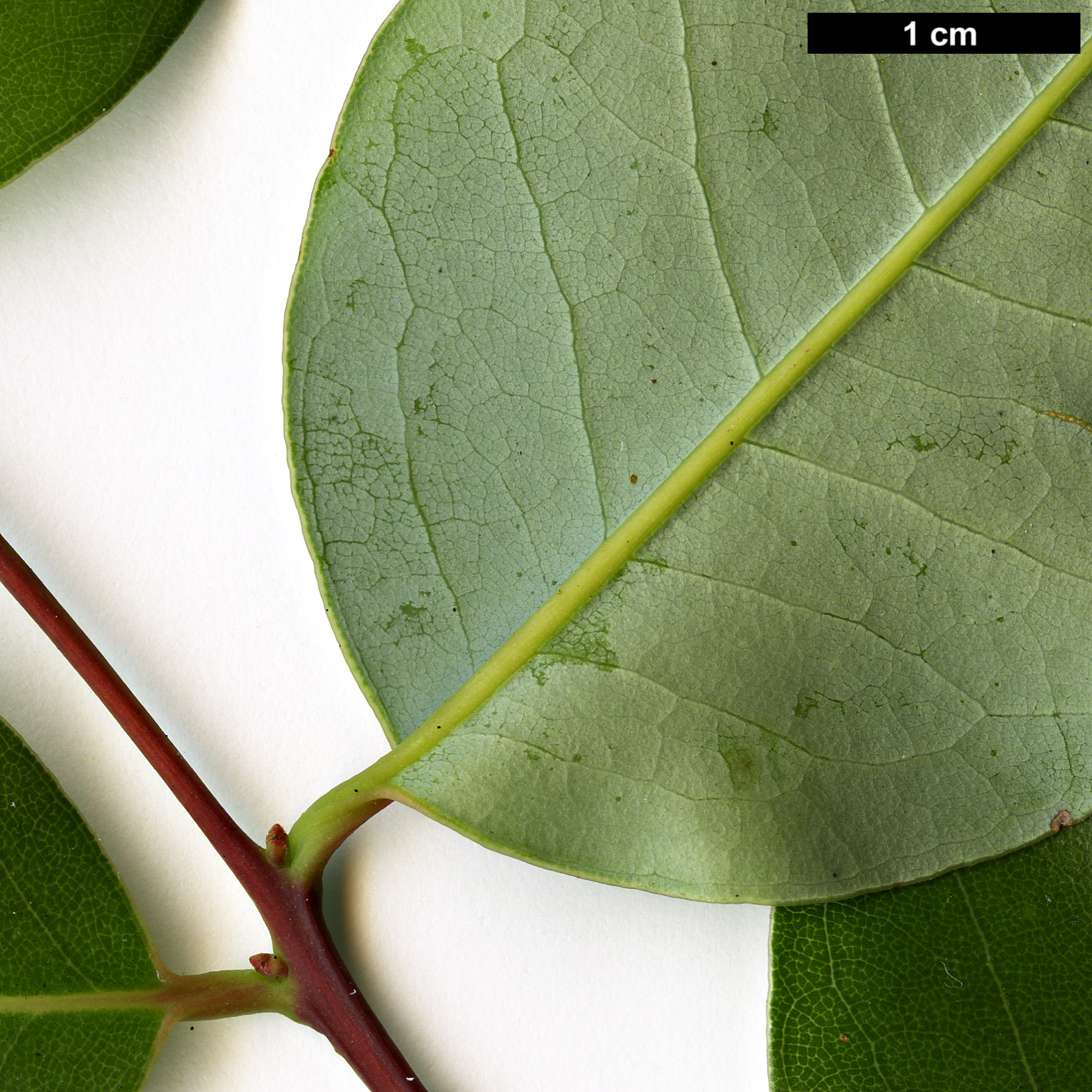 High resolution image: Family: Lauraceae - Genus: Cryptocarya - Taxon: alba