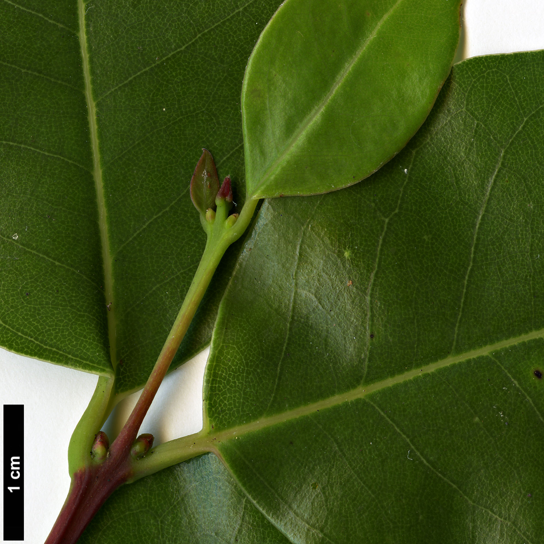 High resolution image: Family: Lauraceae - Genus: Cryptocarya - Taxon: alba