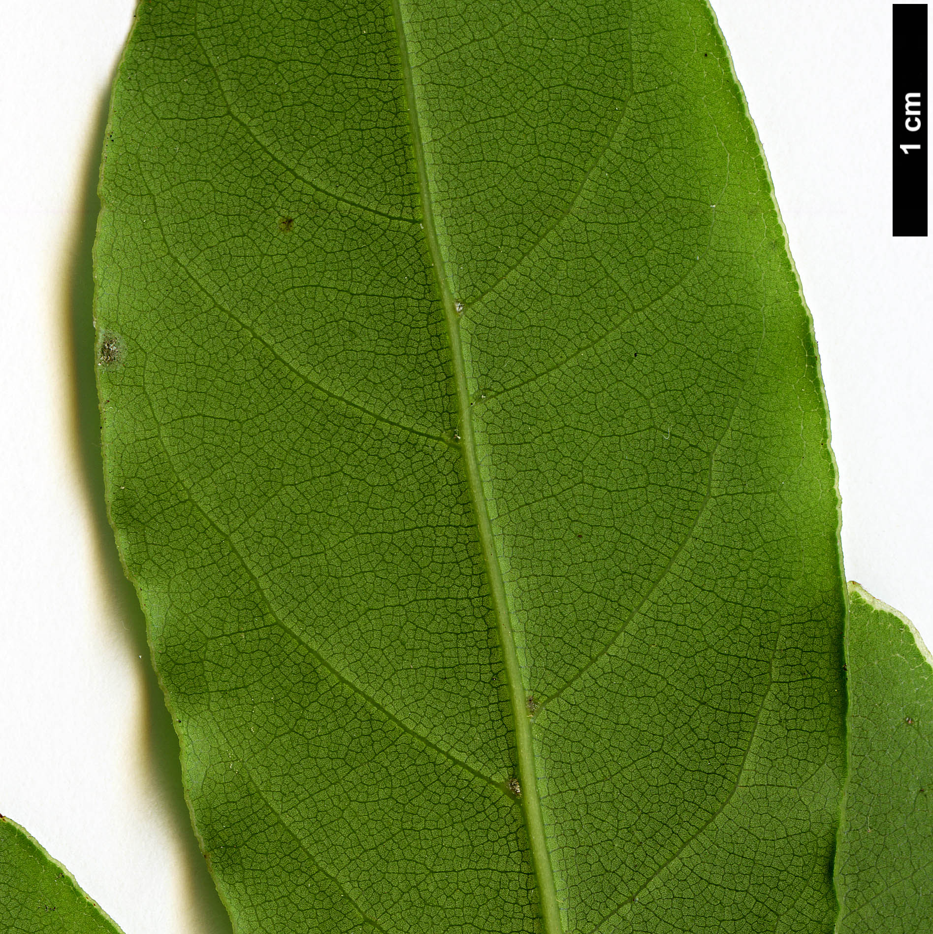 High resolution image: Family: Lauraceae - Genus: Laurus - Taxon: nobilis