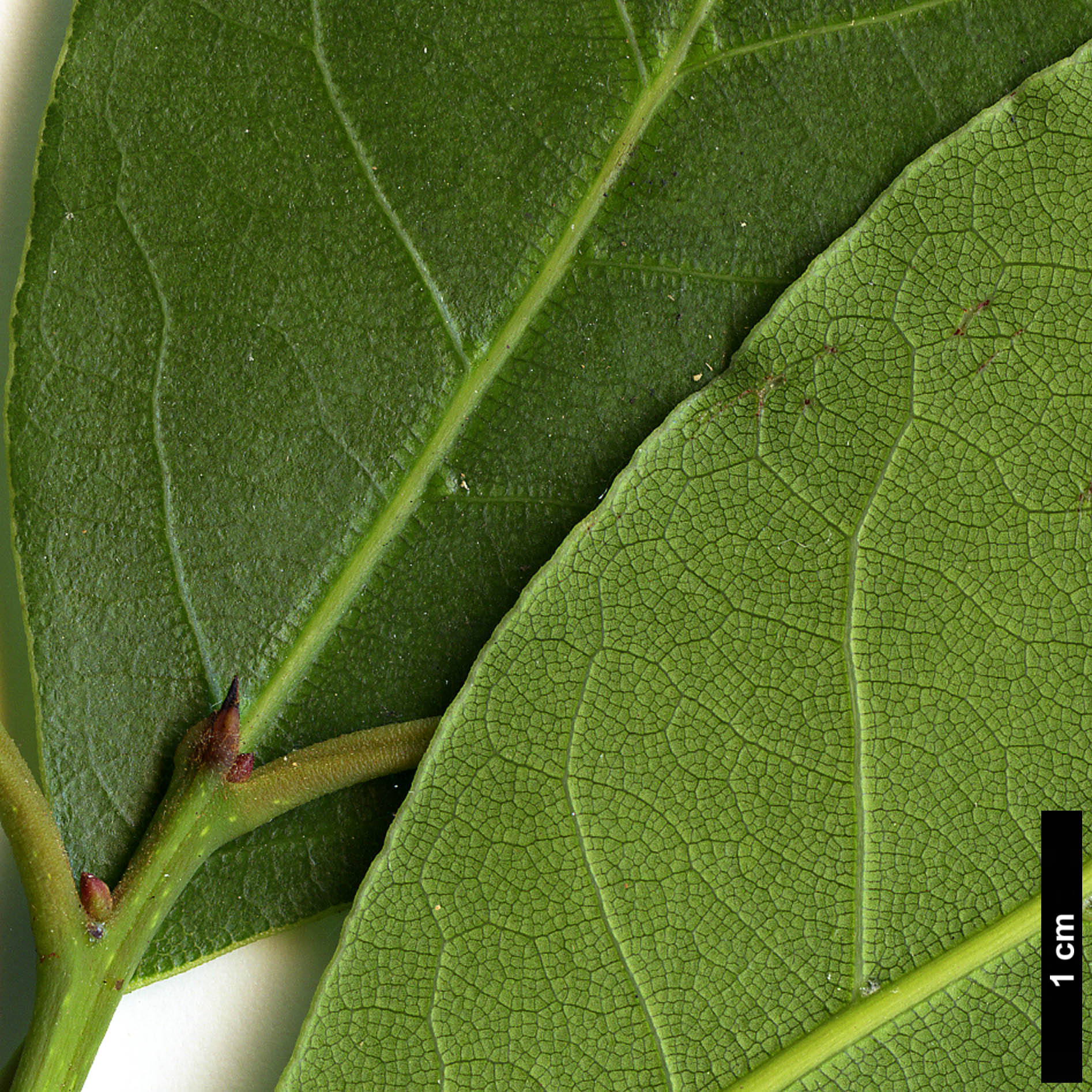 High resolution image: Family: Lauraceae - Genus: Laurus - Taxon: nobilis