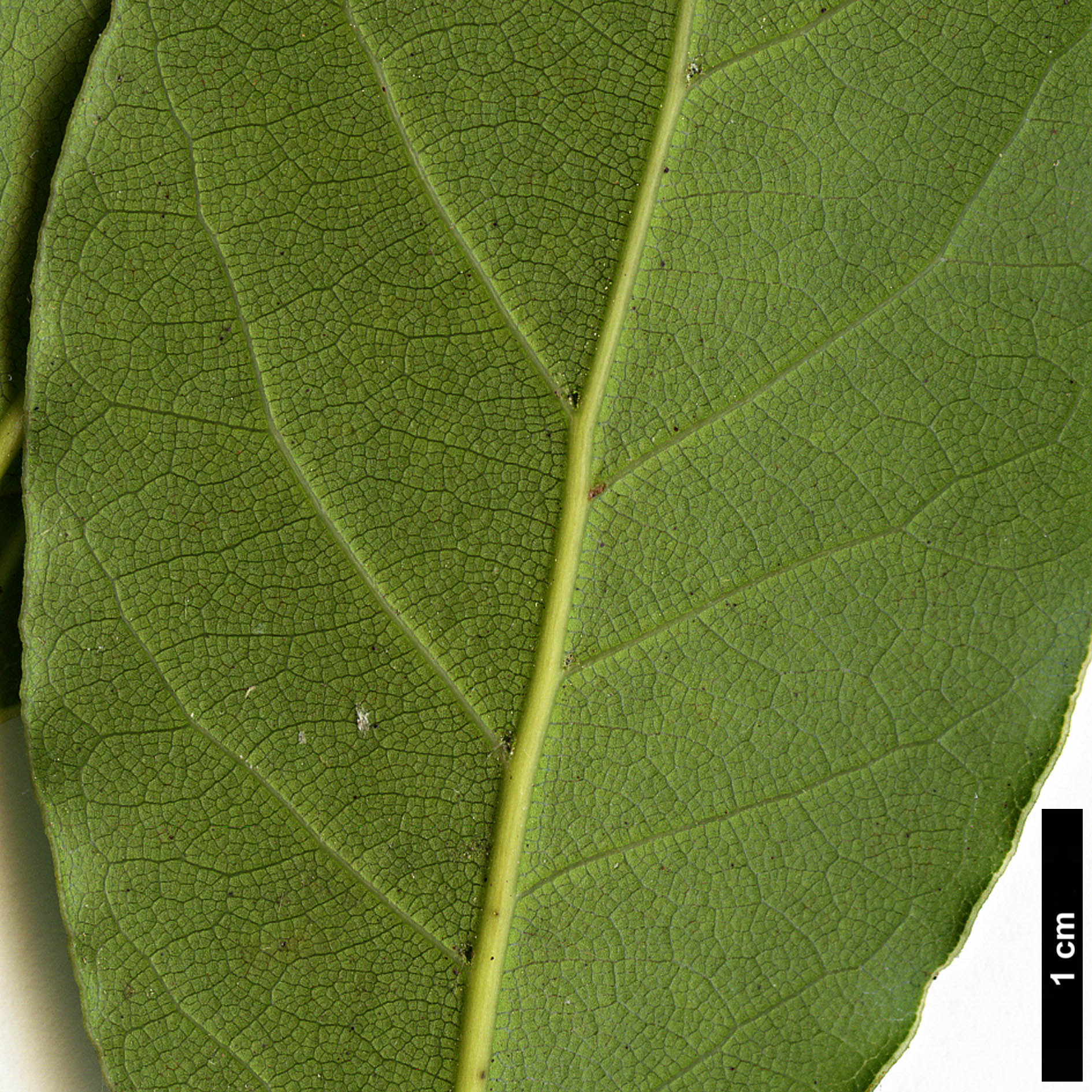 High resolution image: Family: Lauraceae - Genus: Laurus - Taxon: nobilis
