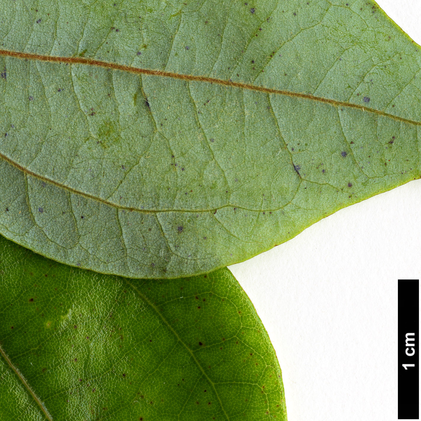 High resolution image: Family: Lauraceae - Genus: Lindera - Taxon: aggregata