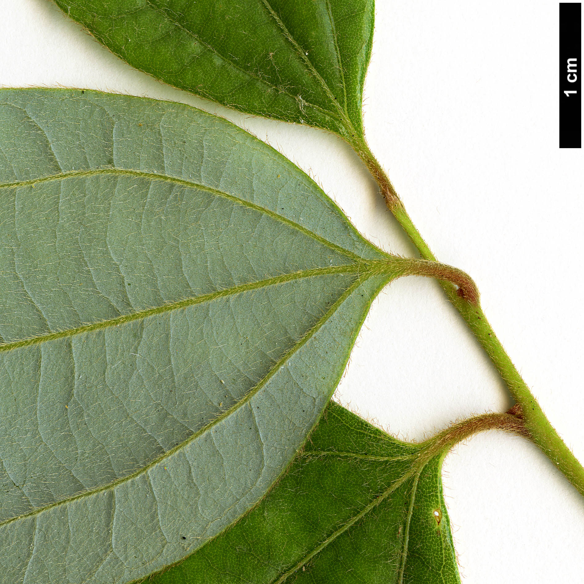 High resolution image: Family: Lauraceae - Genus: Lindera - Taxon: aggregata