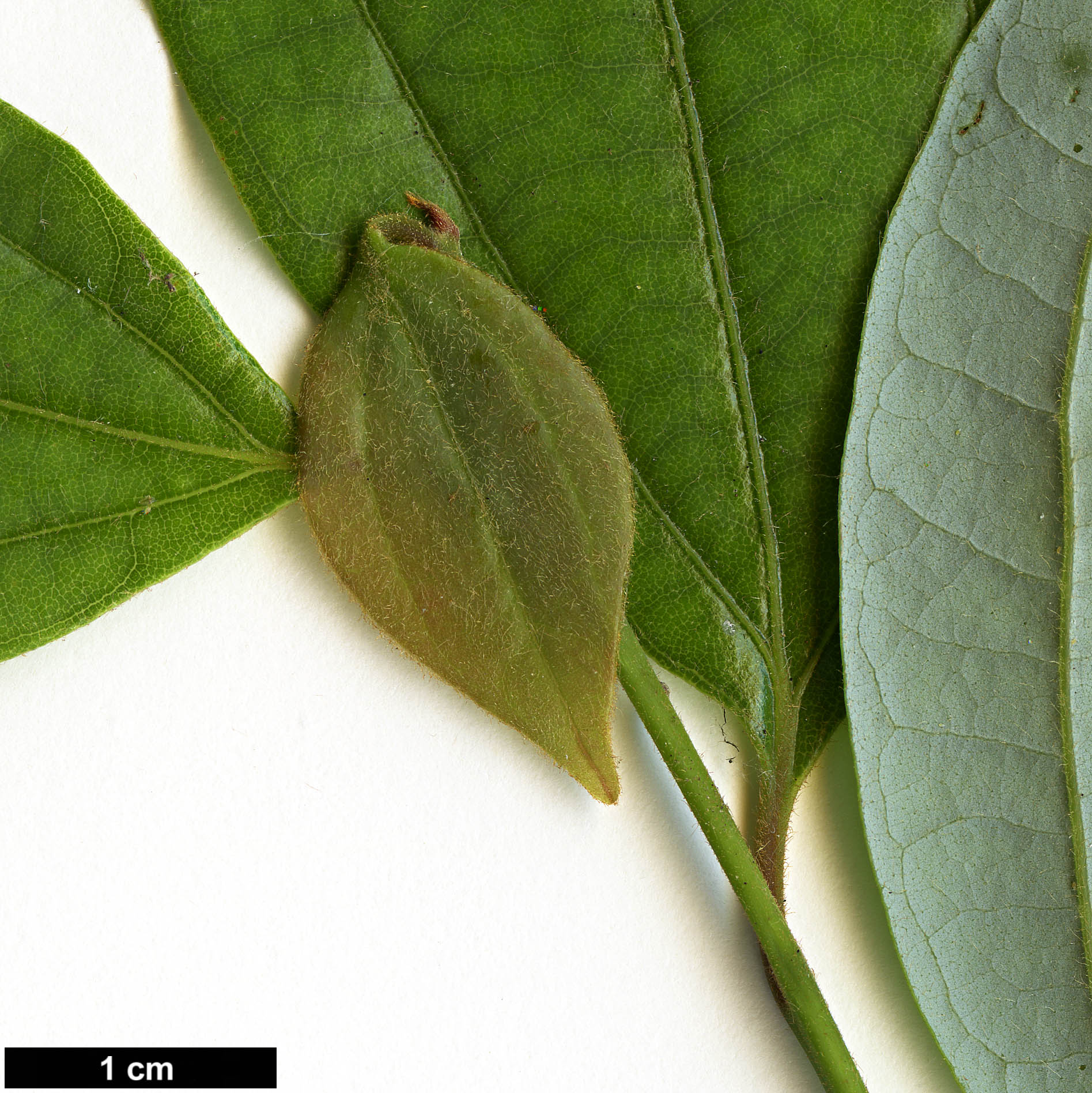 High resolution image: Family: Lauraceae - Genus: Lindera - Taxon: aggregata