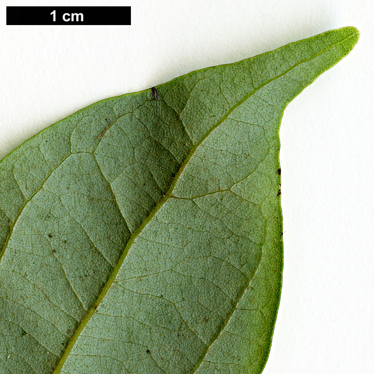 High resolution image: Family: Lauraceae - Genus: Lindera - Taxon: aggregata