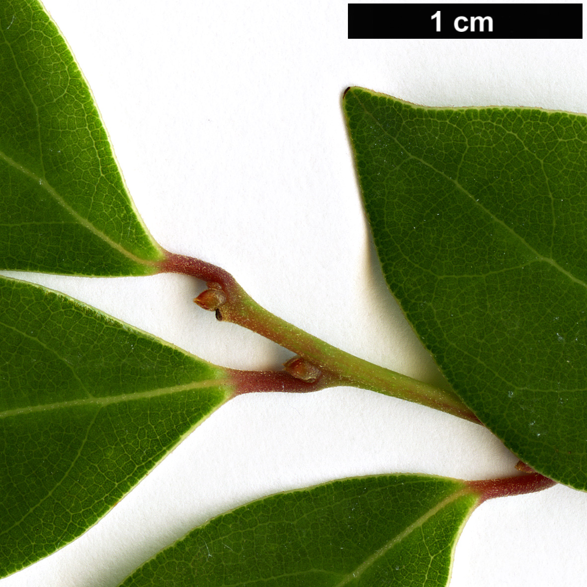 High resolution image: Family: Lauraceae - Genus: Lindera - Taxon: akoensis