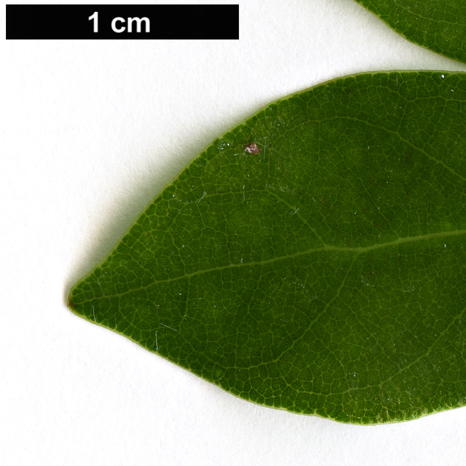 High resolution image: Family: Lauraceae - Genus: Lindera - Taxon: akoensis