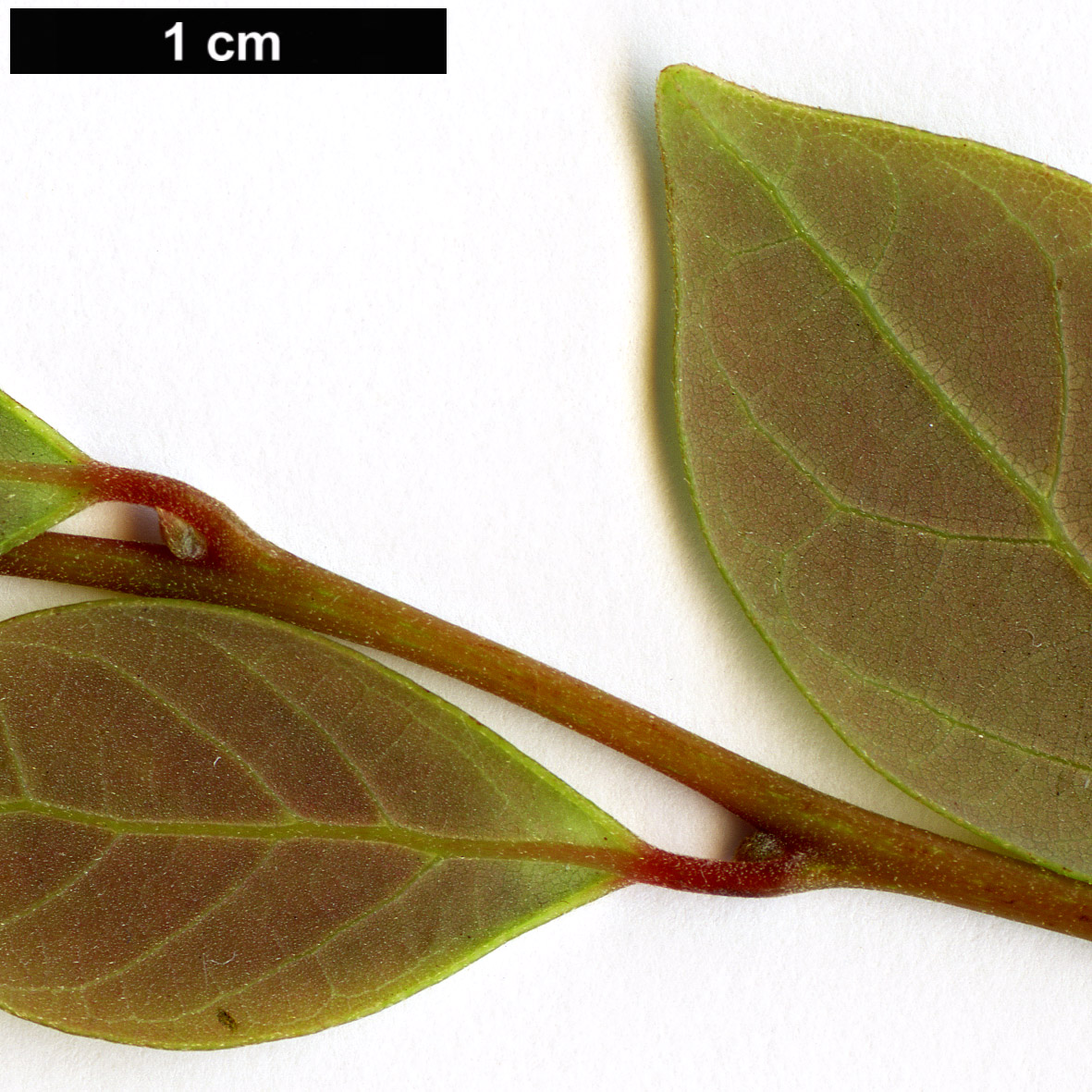 High resolution image: Family: Lauraceae - Genus: Lindera - Taxon: akoensis