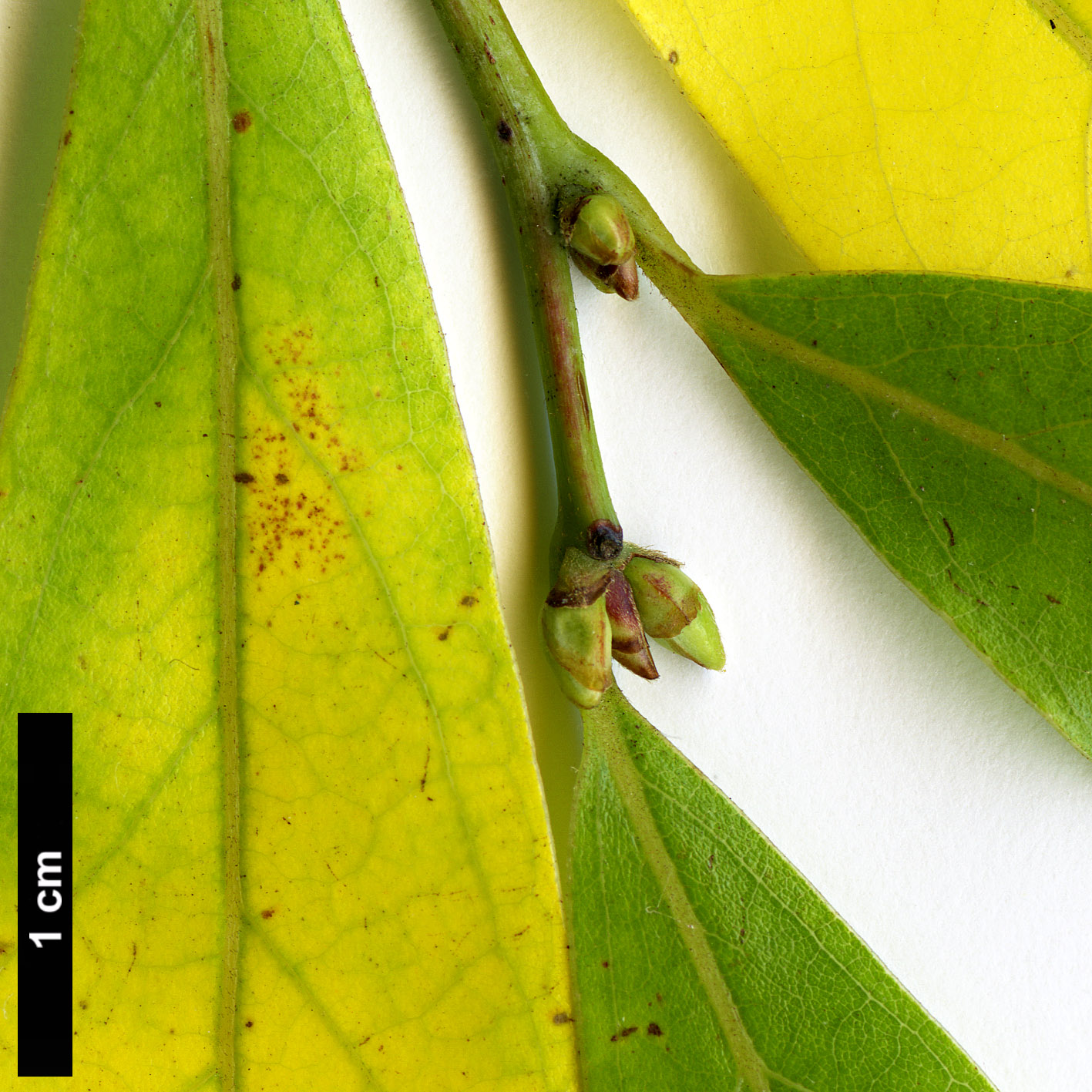 High resolution image: Family: Lauraceae - Genus: Lindera - Taxon: angustifolia