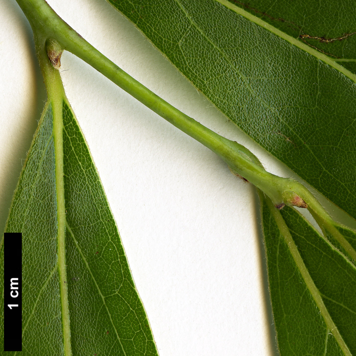 High resolution image: Family: Lauraceae - Genus: Lindera - Taxon: angustifolia