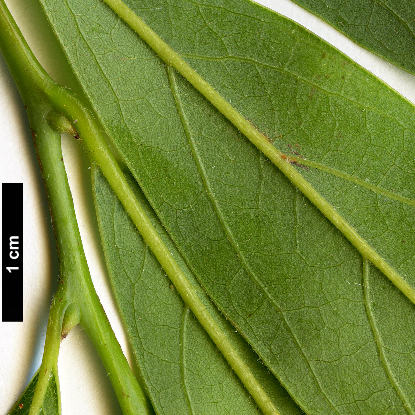 High resolution image: Family: Lauraceae - Genus: Lindera - Taxon: angustifolia