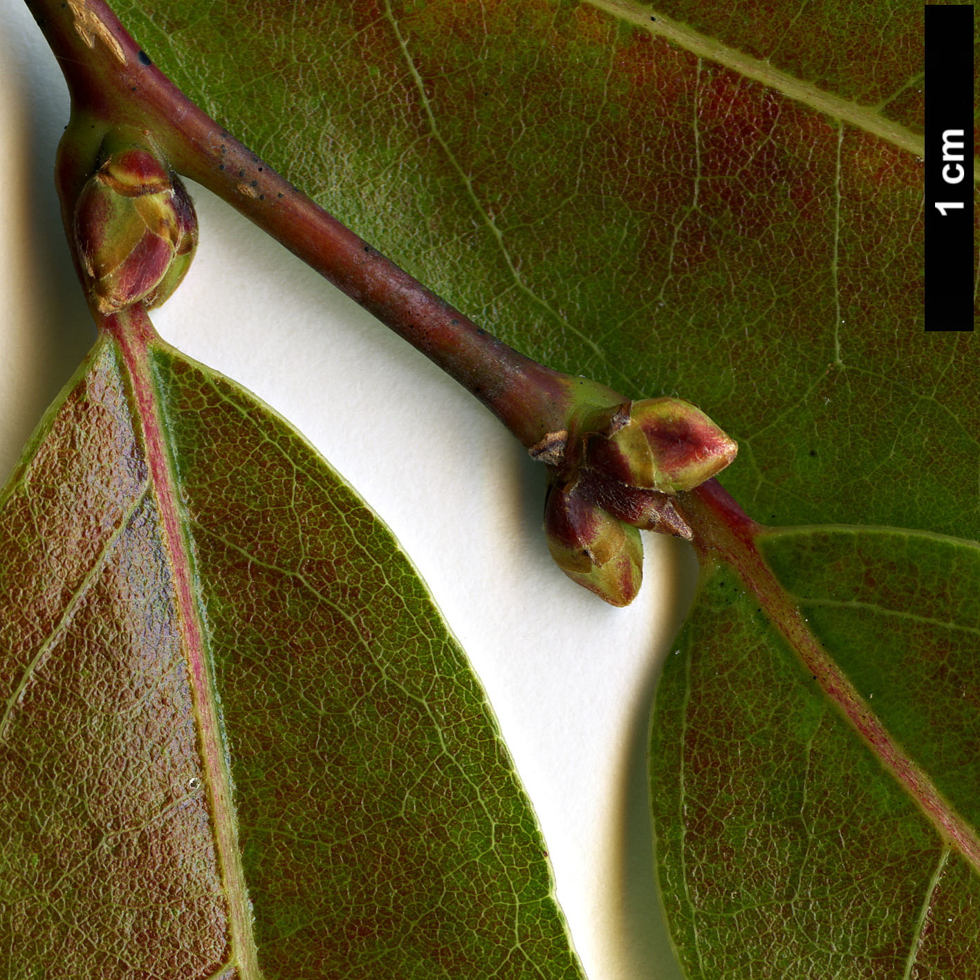 High resolution image: Family: Lauraceae - Genus: Lindera - Taxon: angustifolia