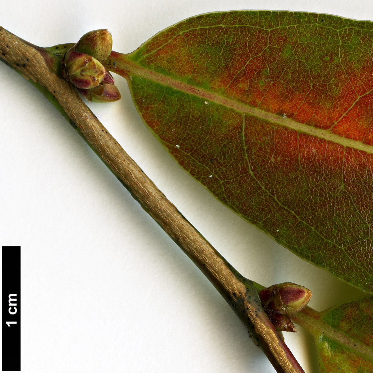 High resolution image: Family: Lauraceae - Genus: Lindera - Taxon: angustifolia