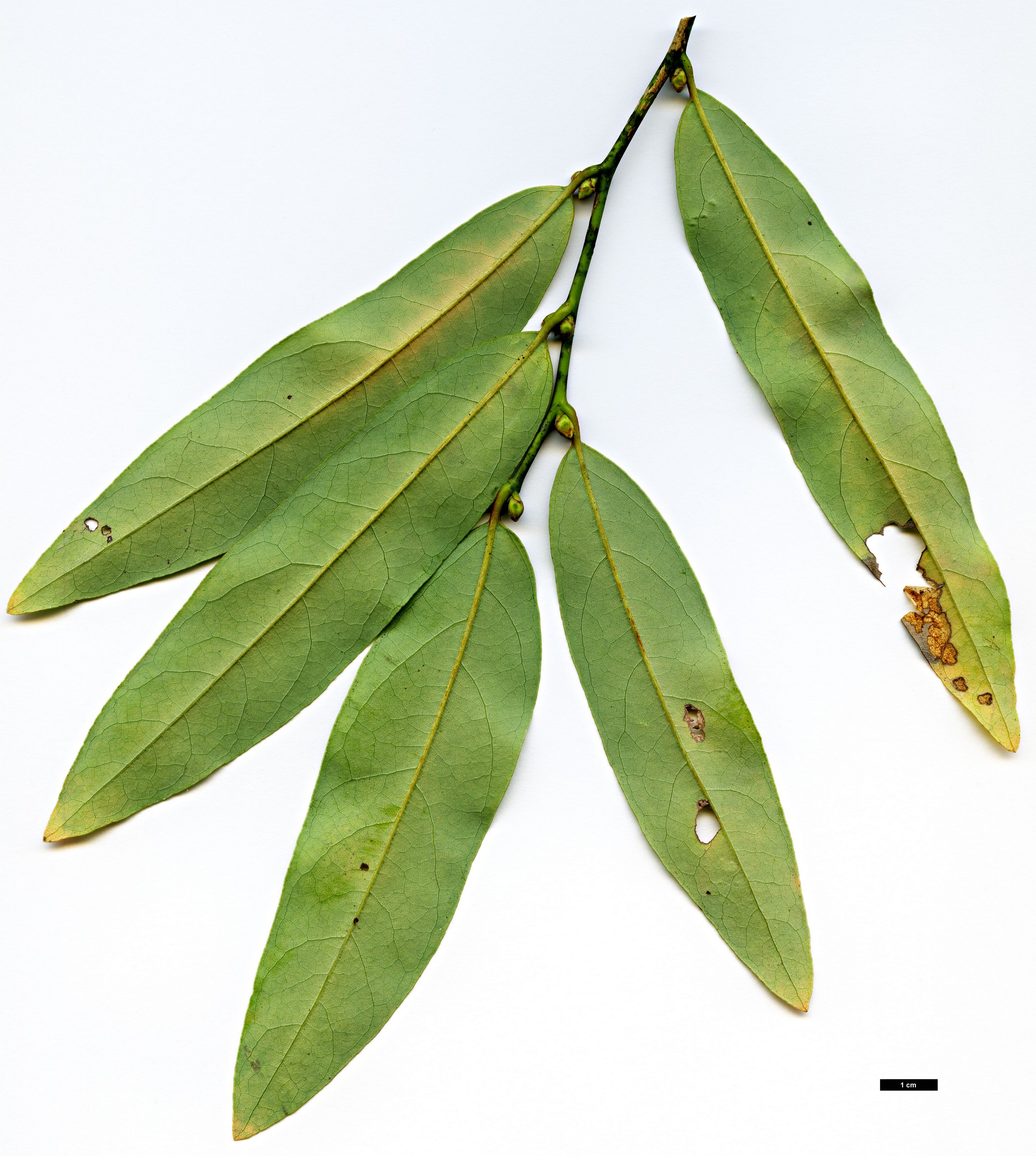 High resolution image: Family: Lauraceae - Genus: Lindera - Taxon: angustifolia