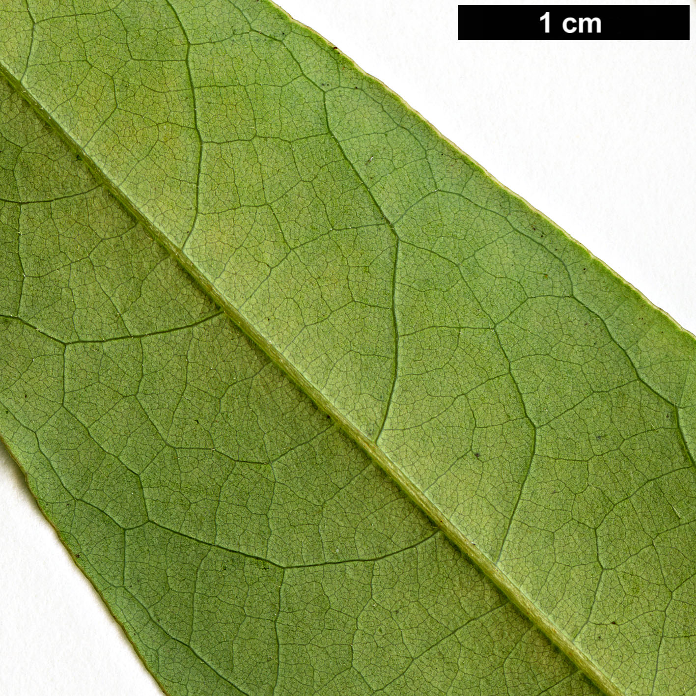 High resolution image: Family: Lauraceae - Genus: Lindera - Taxon: angustifolia