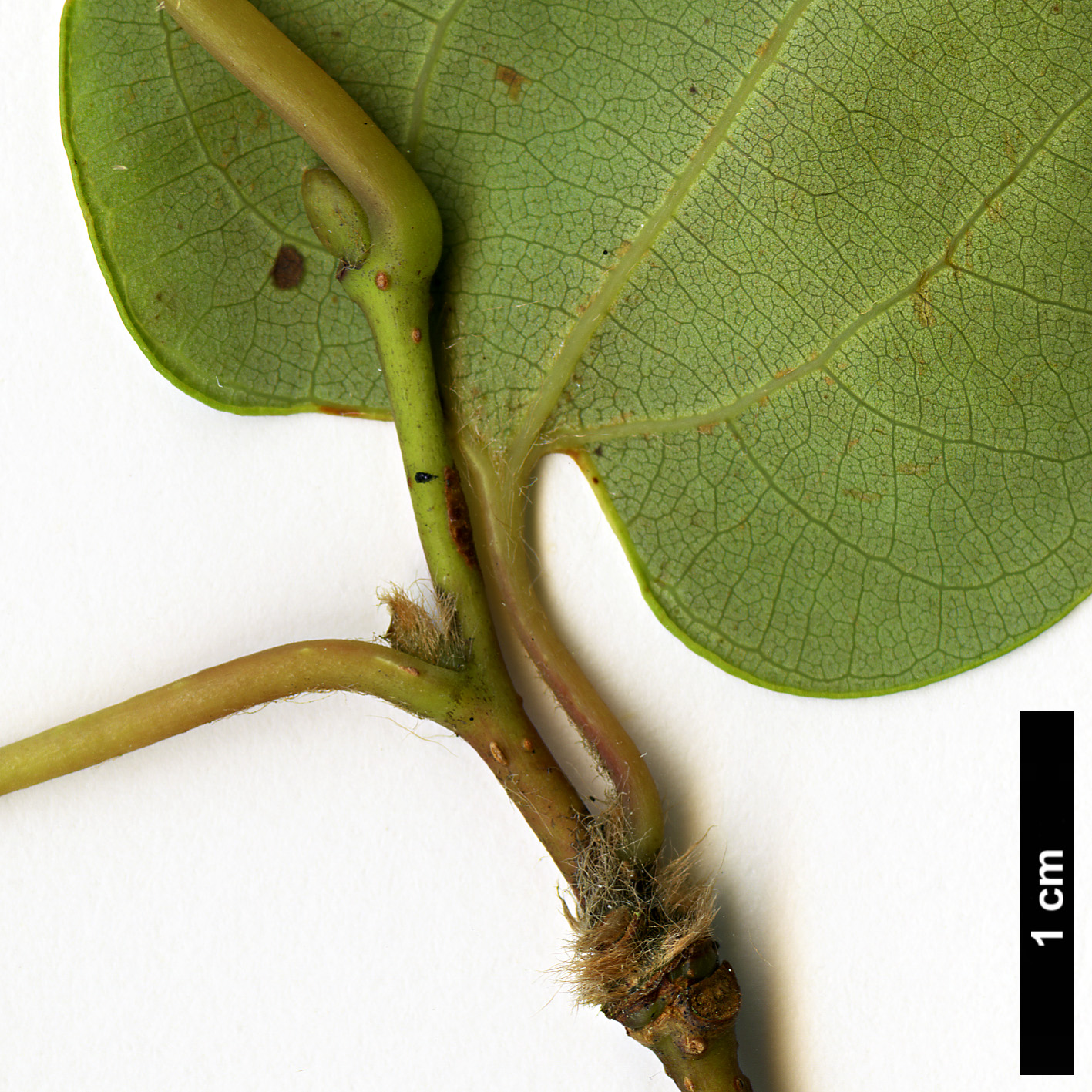 High resolution image: Family: Lauraceae - Genus: Lindera - Taxon: cercidifolia