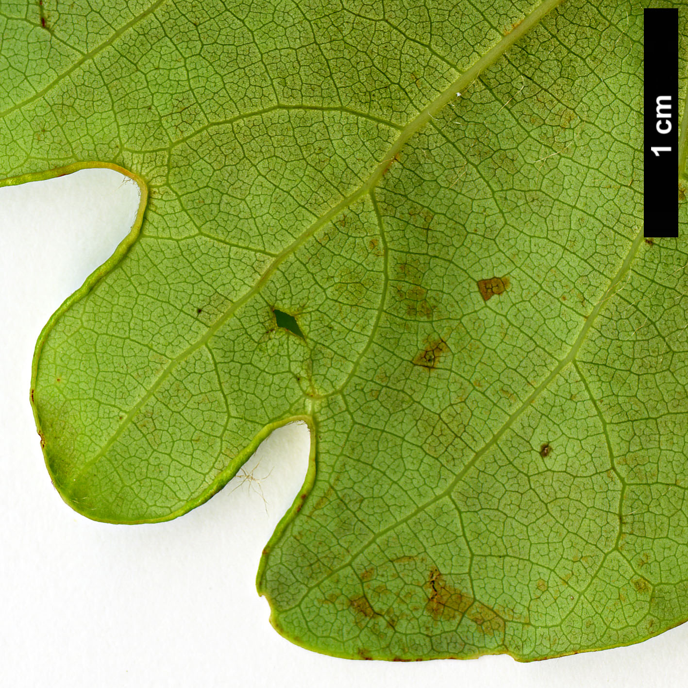 High resolution image: Family: Lauraceae - Genus: Lindera - Taxon: cercidifolia