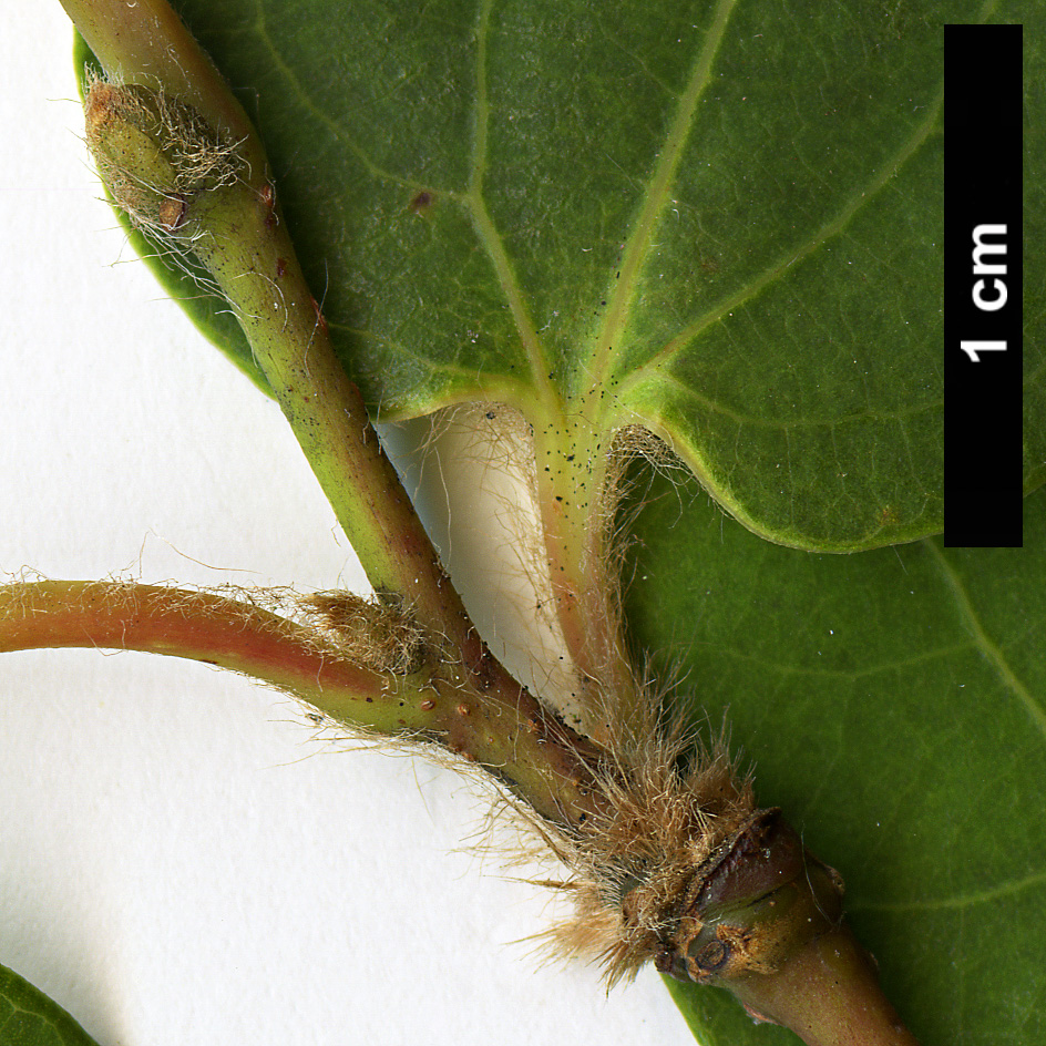 High resolution image: Family: Lauraceae - Genus: Lindera - Taxon: cercidifolia