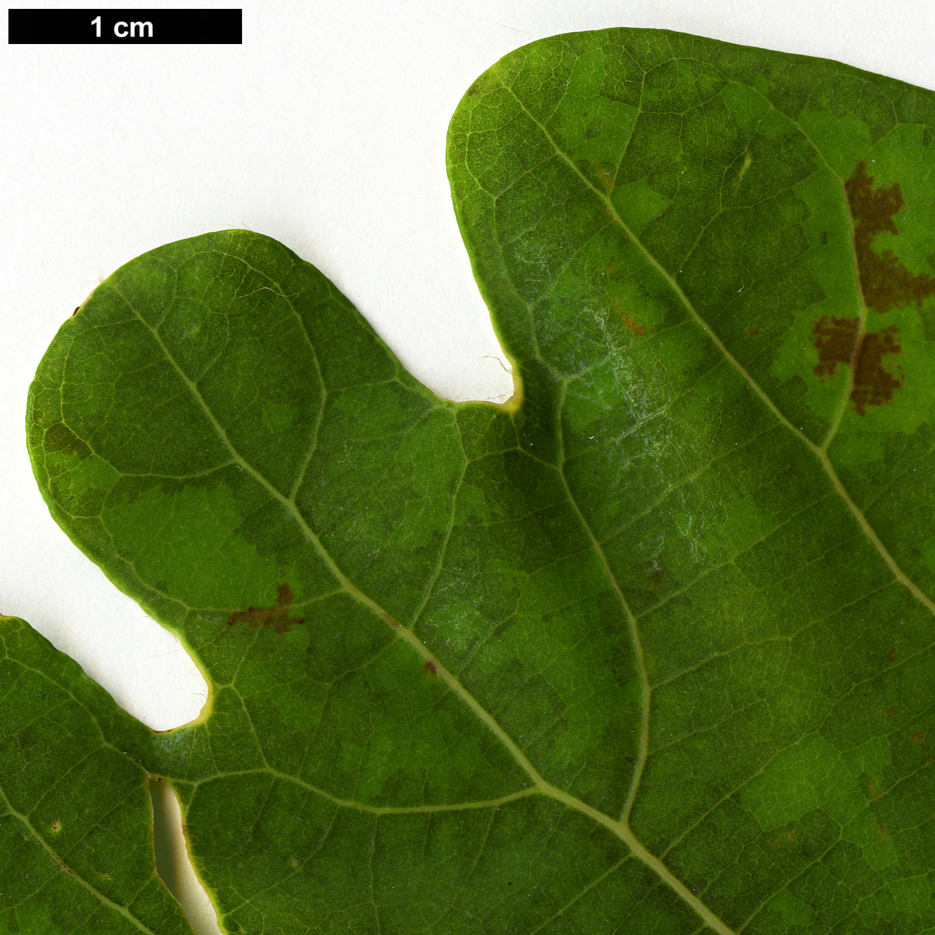 High resolution image: Family: Lauraceae - Genus: Lindera - Taxon: cercidifolia