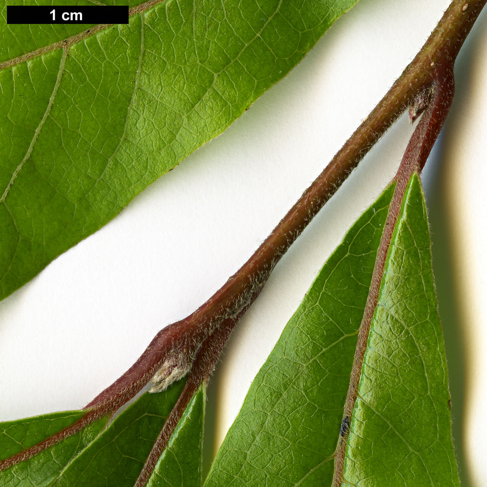 High resolution image: Family: Lauraceae - Genus: Lindera - Taxon: chienii