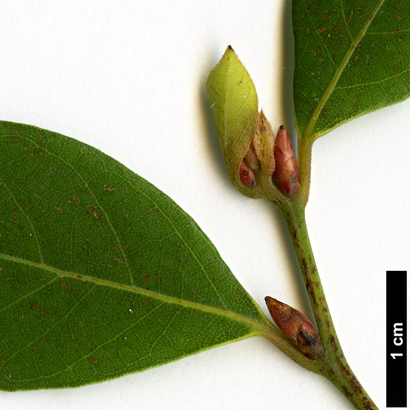 High resolution image: Family: Lauraceae - Genus: Lindera - Taxon: communis