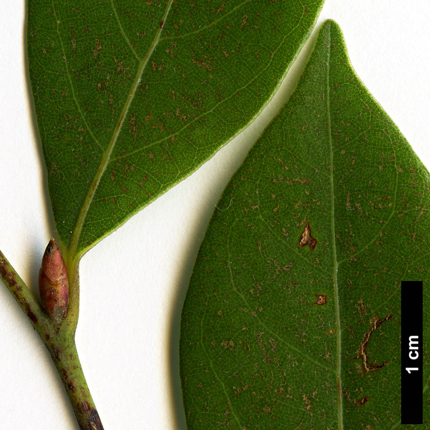 High resolution image: Family: Lauraceae - Genus: Lindera - Taxon: communis