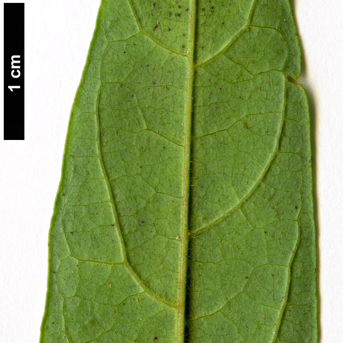 High resolution image: Family: Lauraceae - Genus: Lindera - Taxon: erythrocarpa