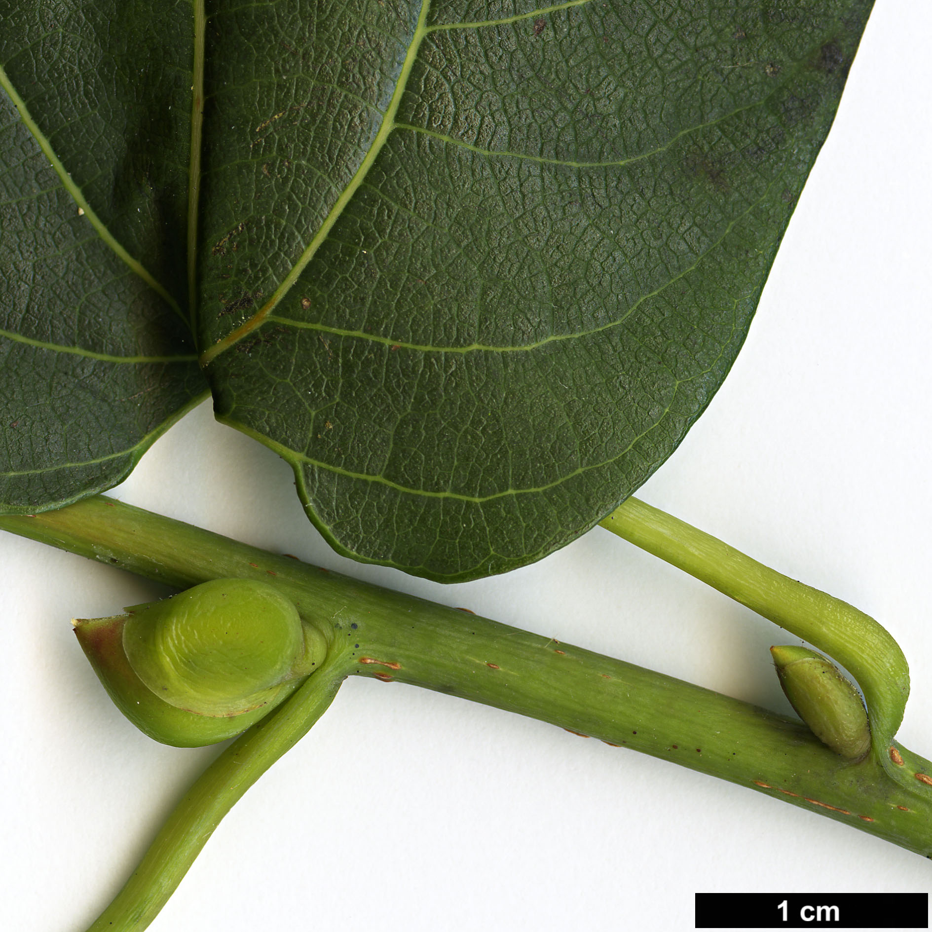 High resolution image: Family: Lauraceae - Genus: Lindera - Taxon: heterophylla