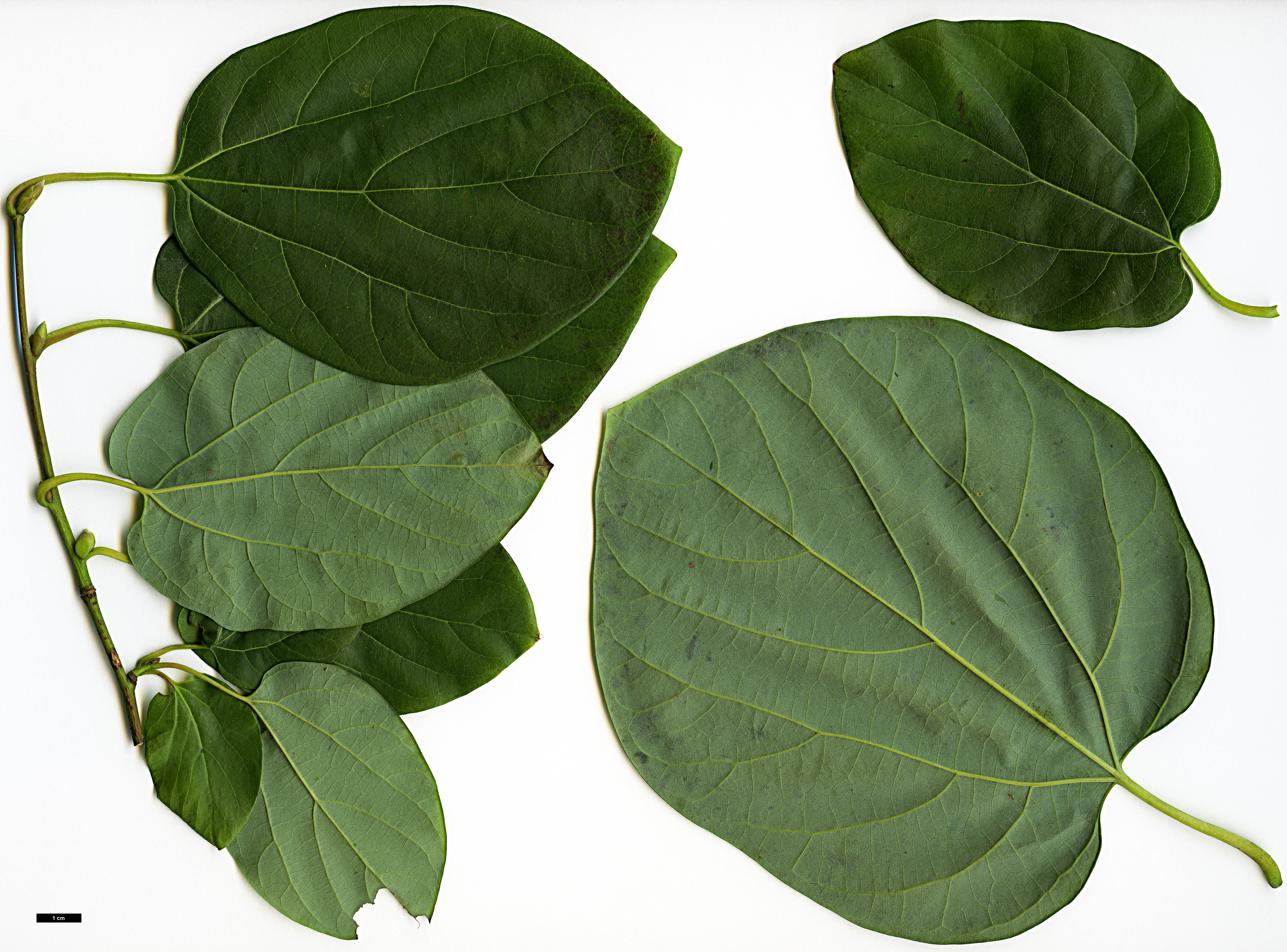 High resolution image: Family: Lauraceae - Genus: Lindera - Taxon: heterophylla