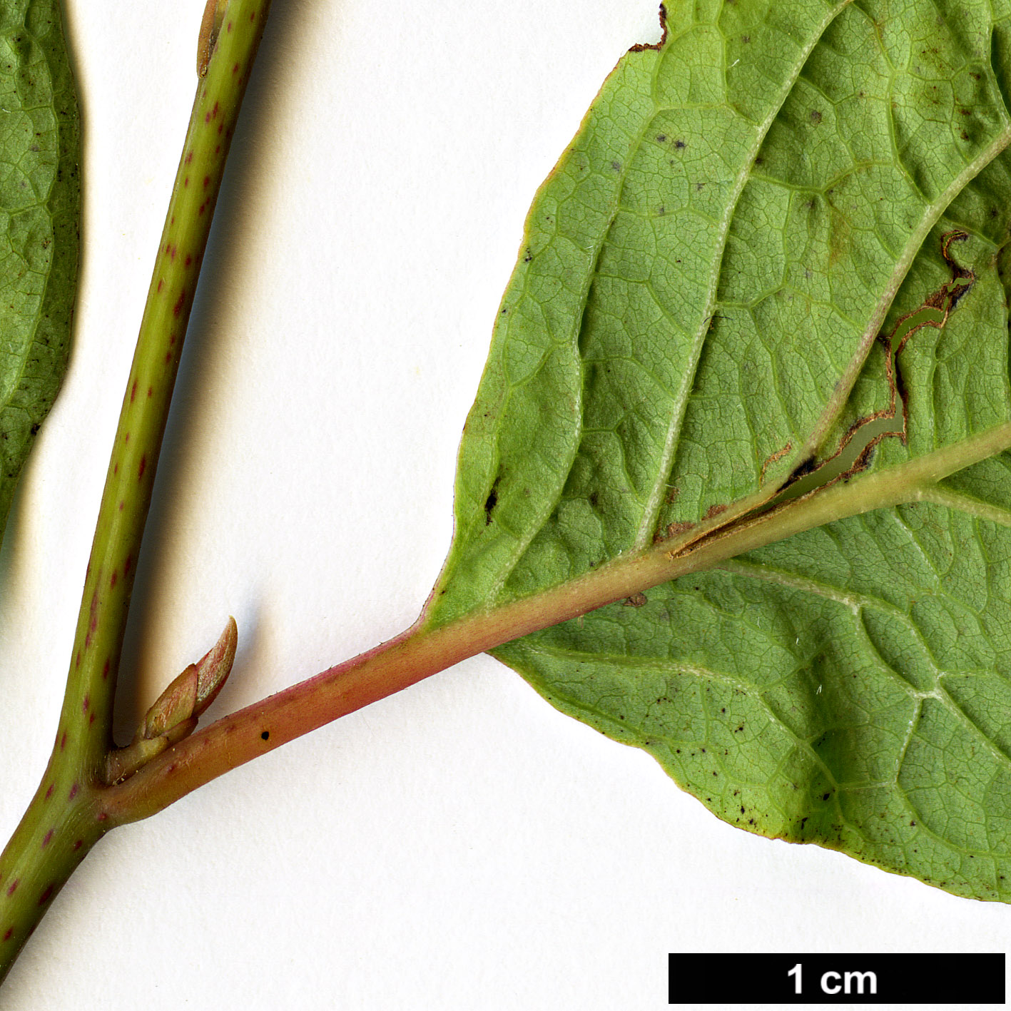 High resolution image: Family: Lauraceae - Genus: Lindera - Taxon: lancea