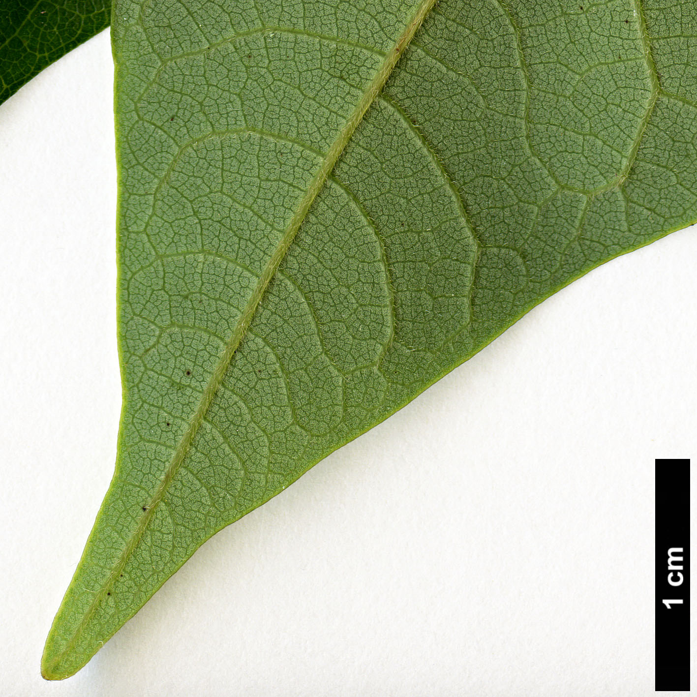 High resolution image: Family: Lauraceae - Genus: Lindera - Taxon: megaphylla High resolution image: Family: Lauraceae - Genus: Lindera - Taxon: megaphylla