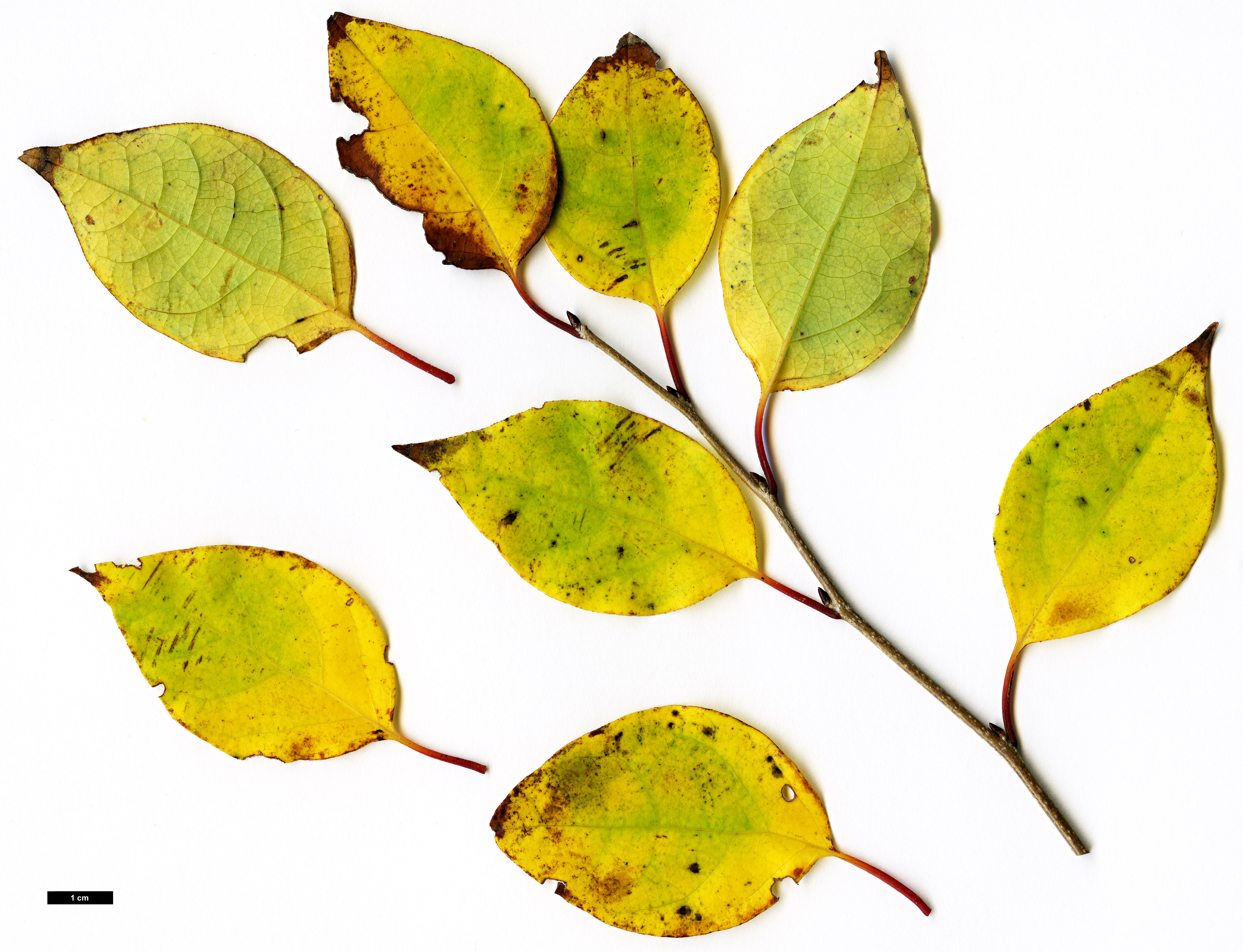 High resolution image: Family: Lauraceae - Genus: Lindera - Taxon: praecox