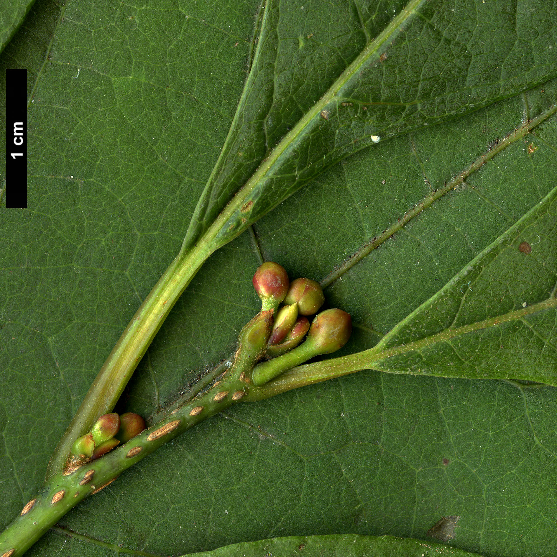 High resolution image: Family: Lauraceae - Genus: Lindera - Taxon: praecox