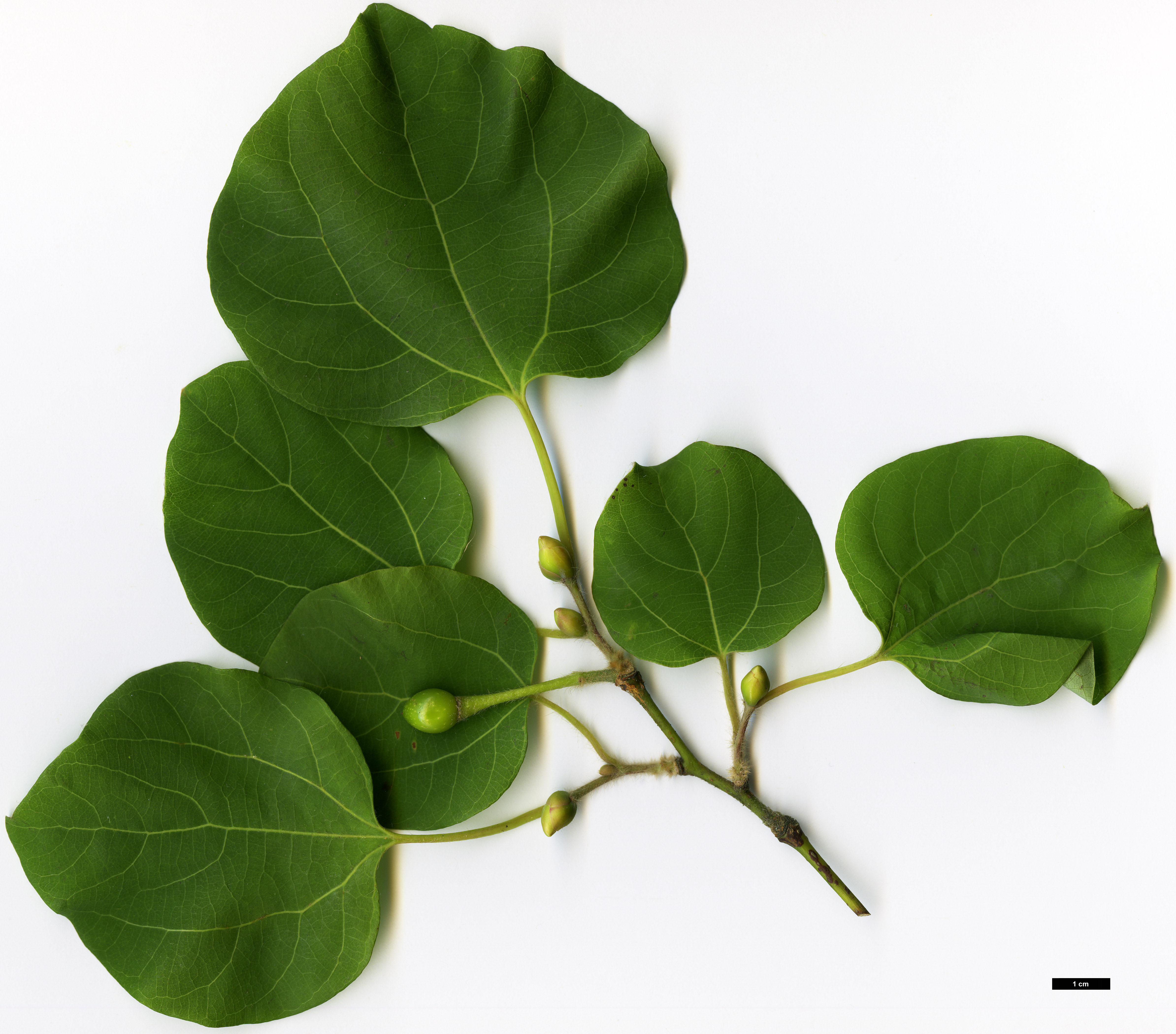 High resolution image: Family: Lauraceae - Genus: Lindera - Taxon: praetermissa