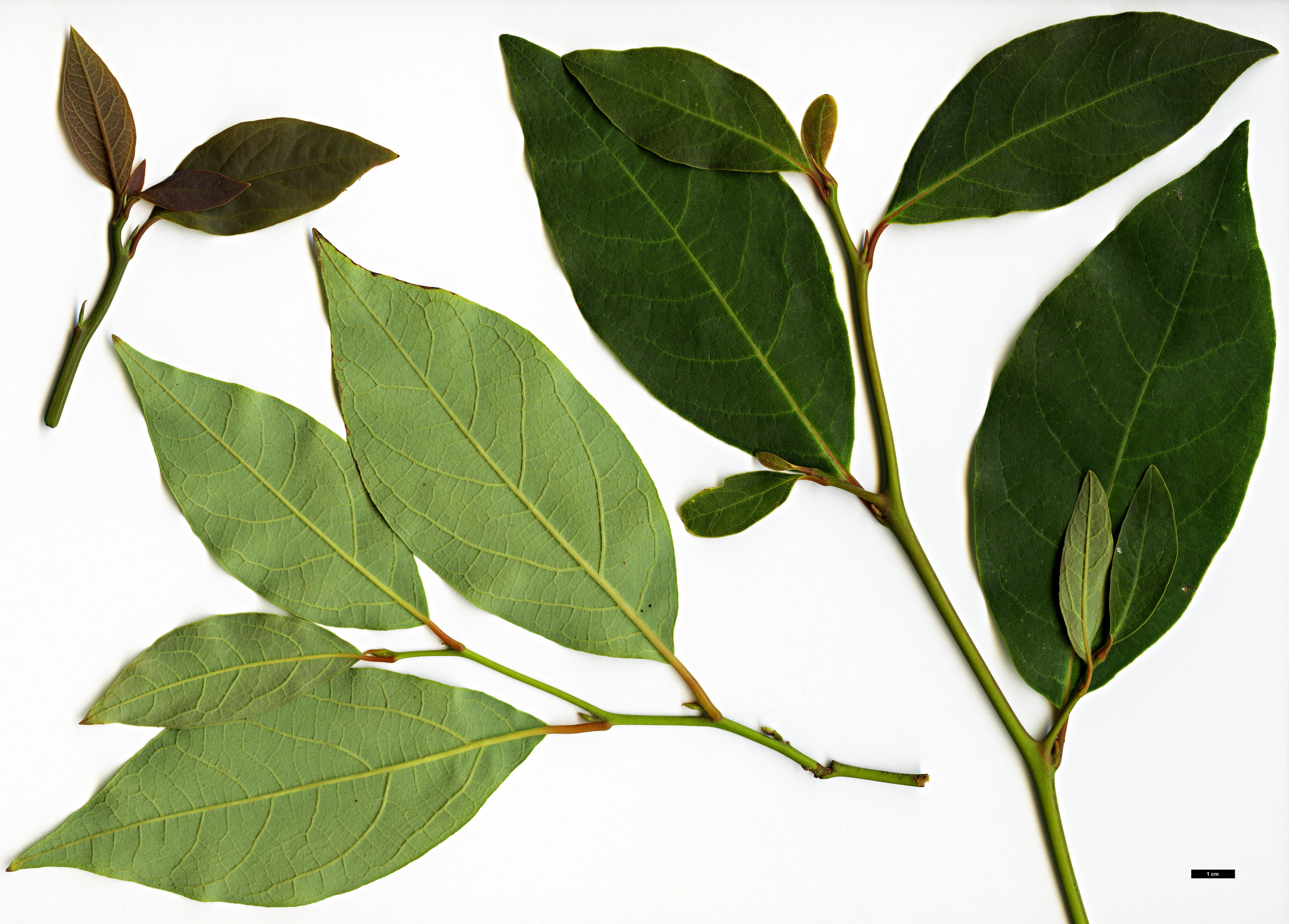 High resolution image: Family: Lauraceae - Genus: Lindera - Taxon: reflexa