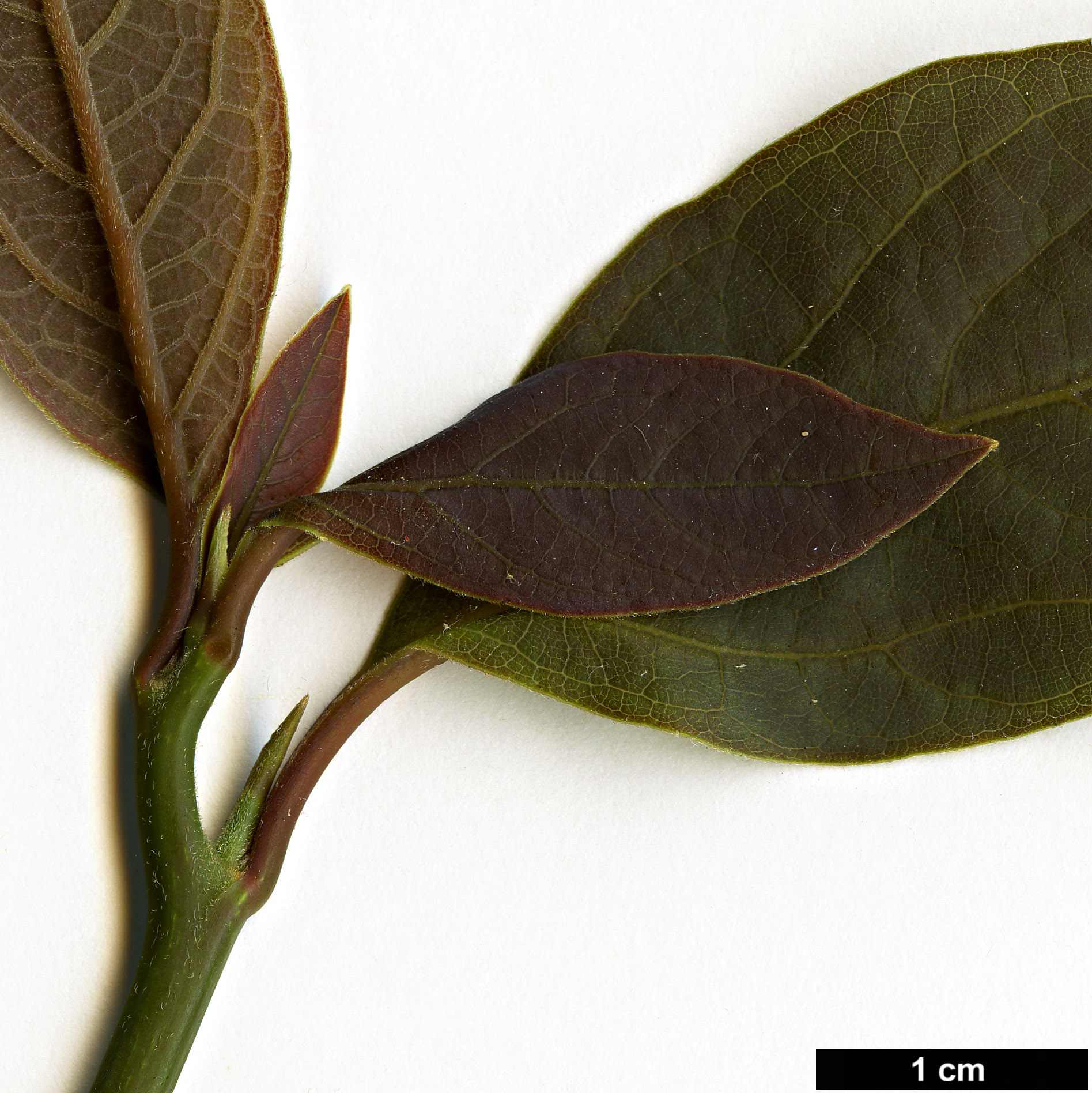 High resolution image: Family: Lauraceae - Genus: Lindera - Taxon: reflexa