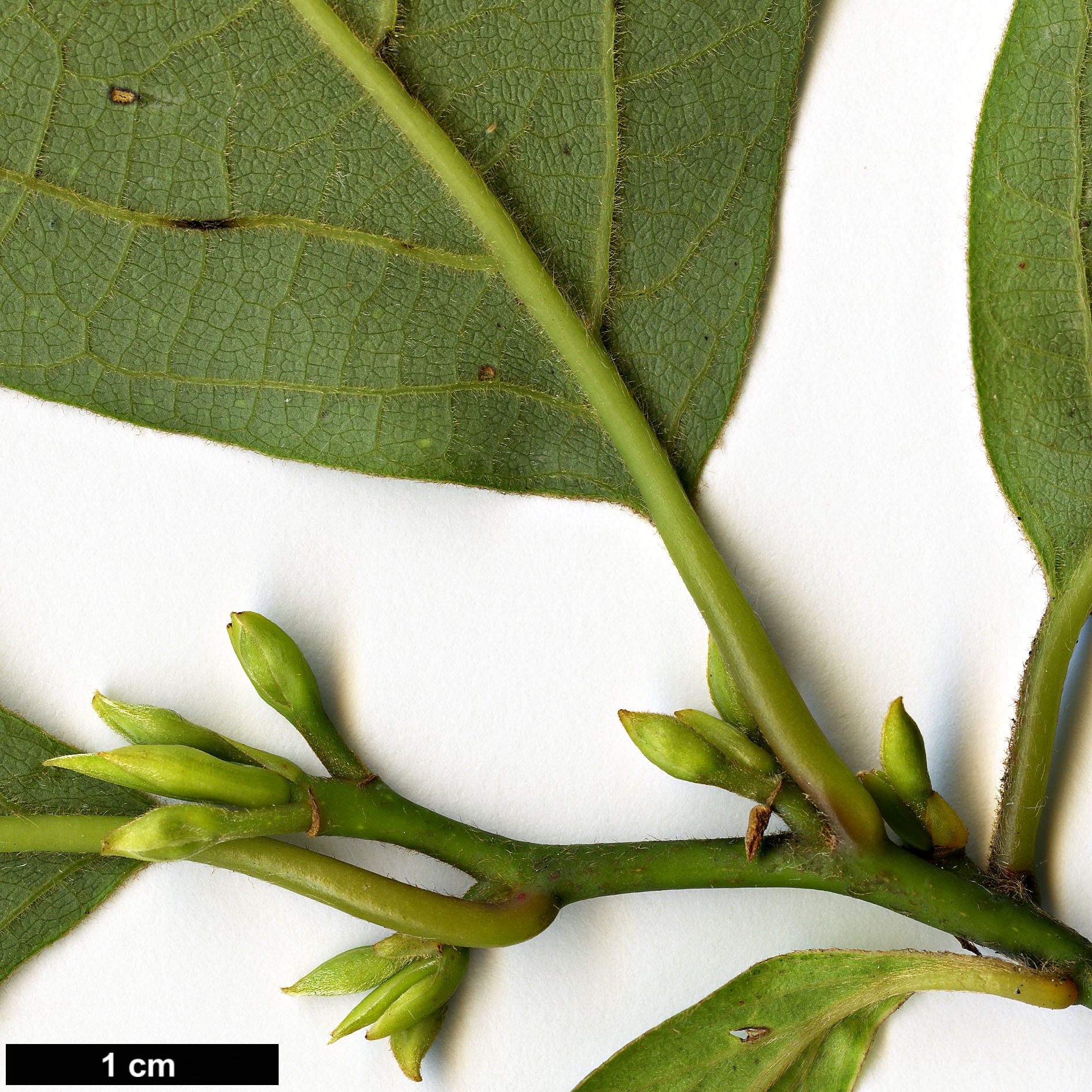 High resolution image: Family: Lauraceae - Genus: Lindera - Taxon: reflexa