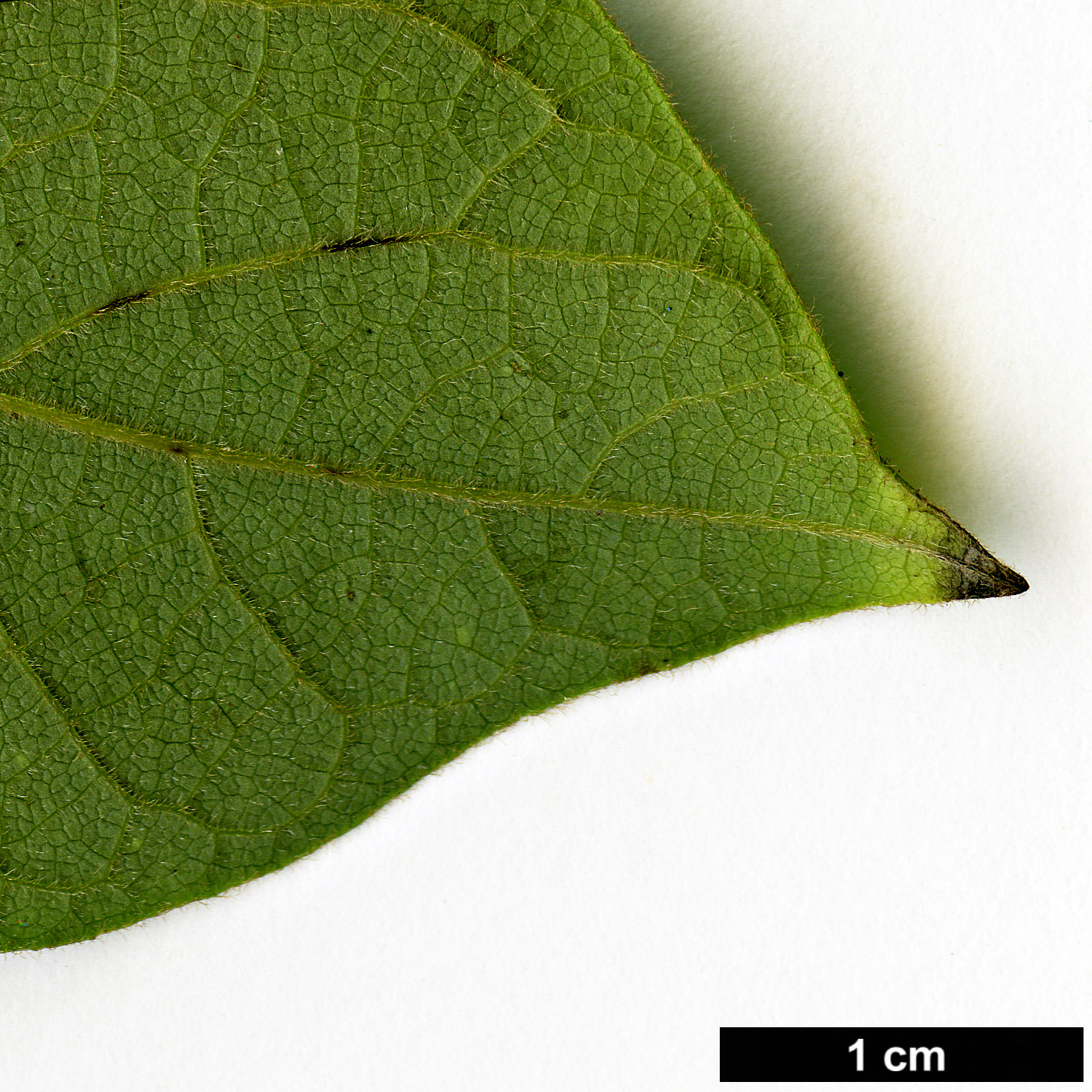 High resolution image: Family: Lauraceae - Genus: Lindera - Taxon: reflexa