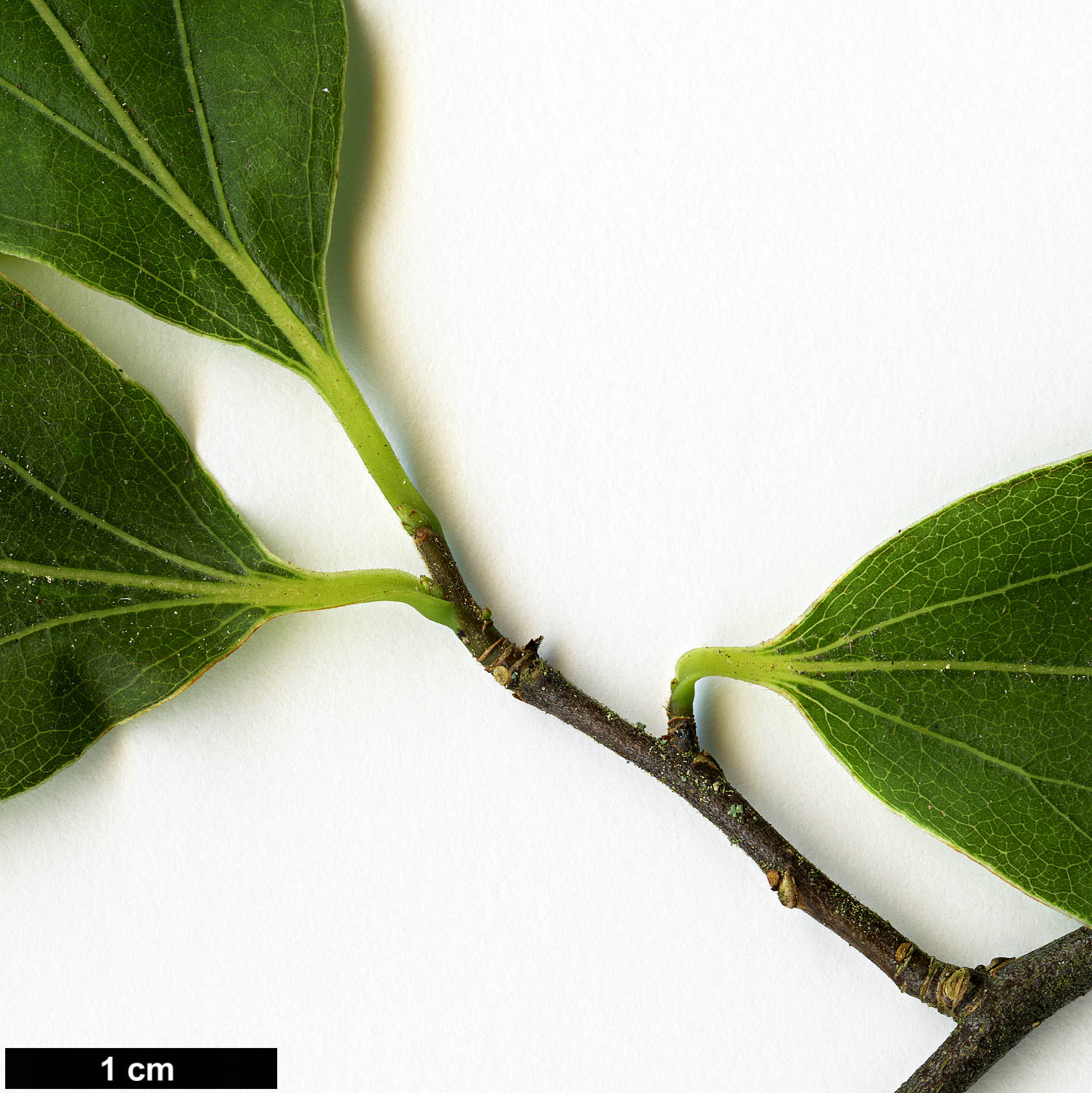 High resolution image: Family: Lauraceae - Genus: Lindera - Taxon: rubronervia