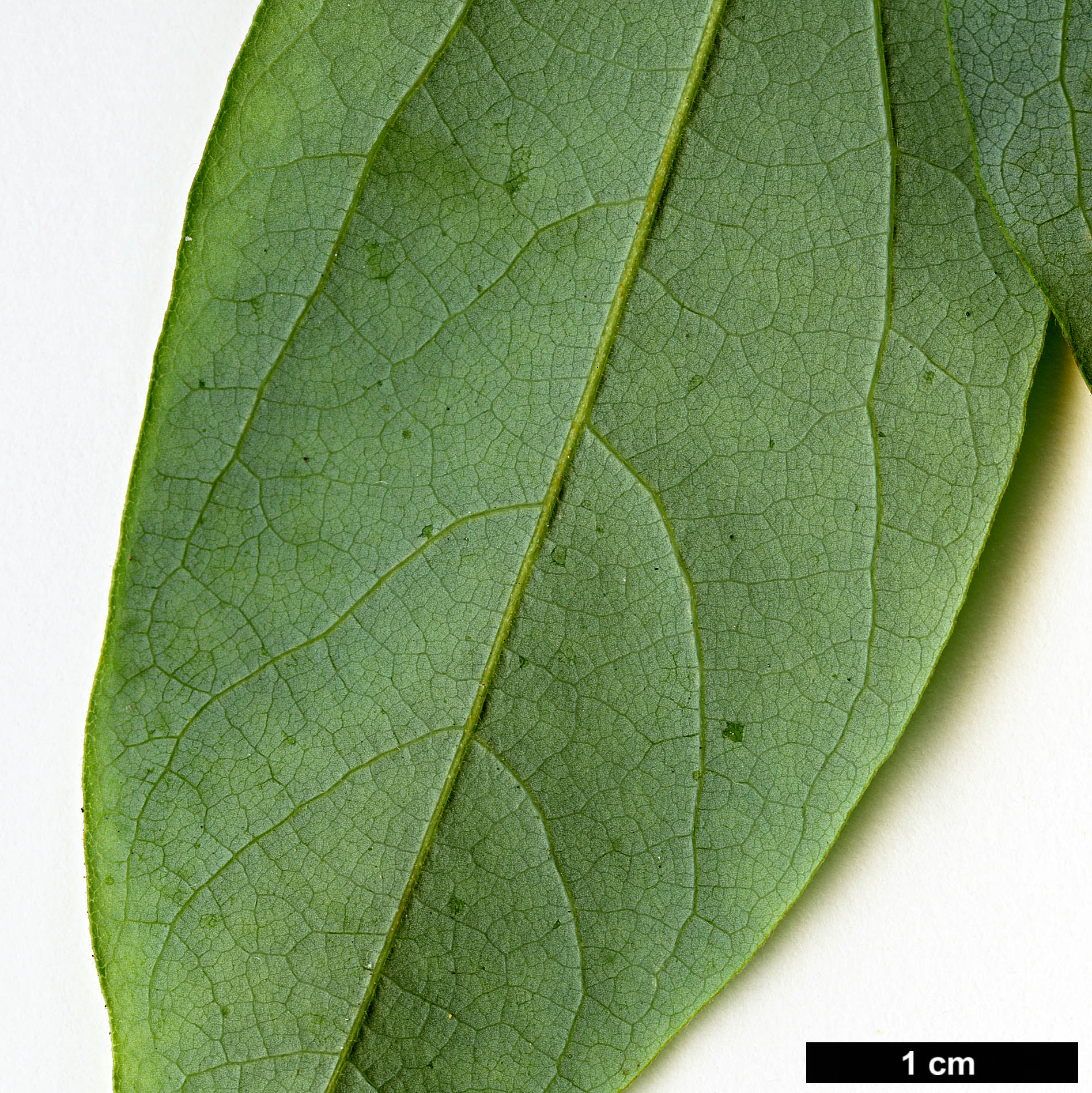 High resolution image: Family: Lauraceae - Genus: Lindera - Taxon: rubronervia