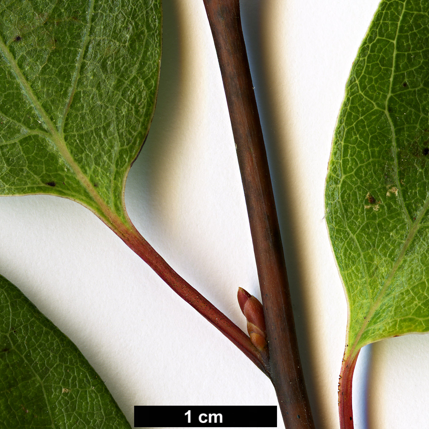 High resolution image: Family: Lauraceae - Genus: Lindera - Taxon: umbellata
