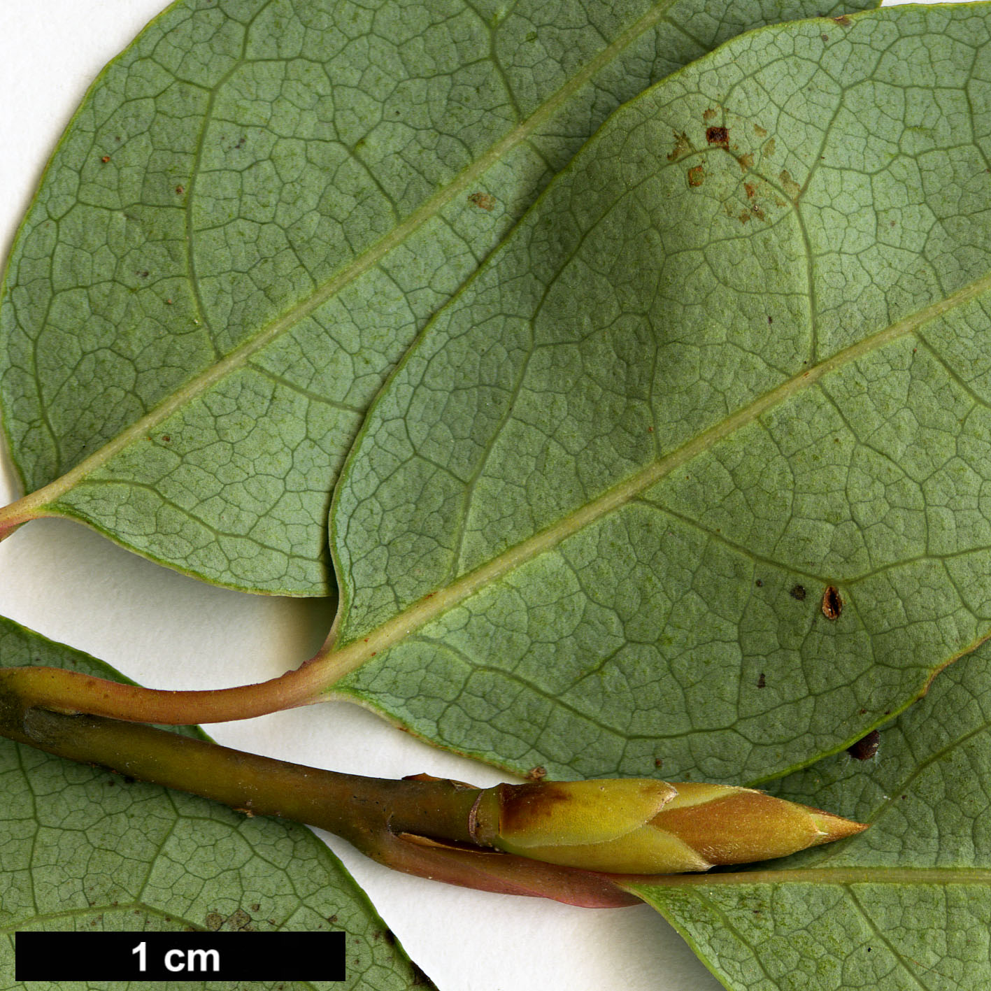 High resolution image: Family: Lauraceae - Genus: Lindera - Taxon: umbellata