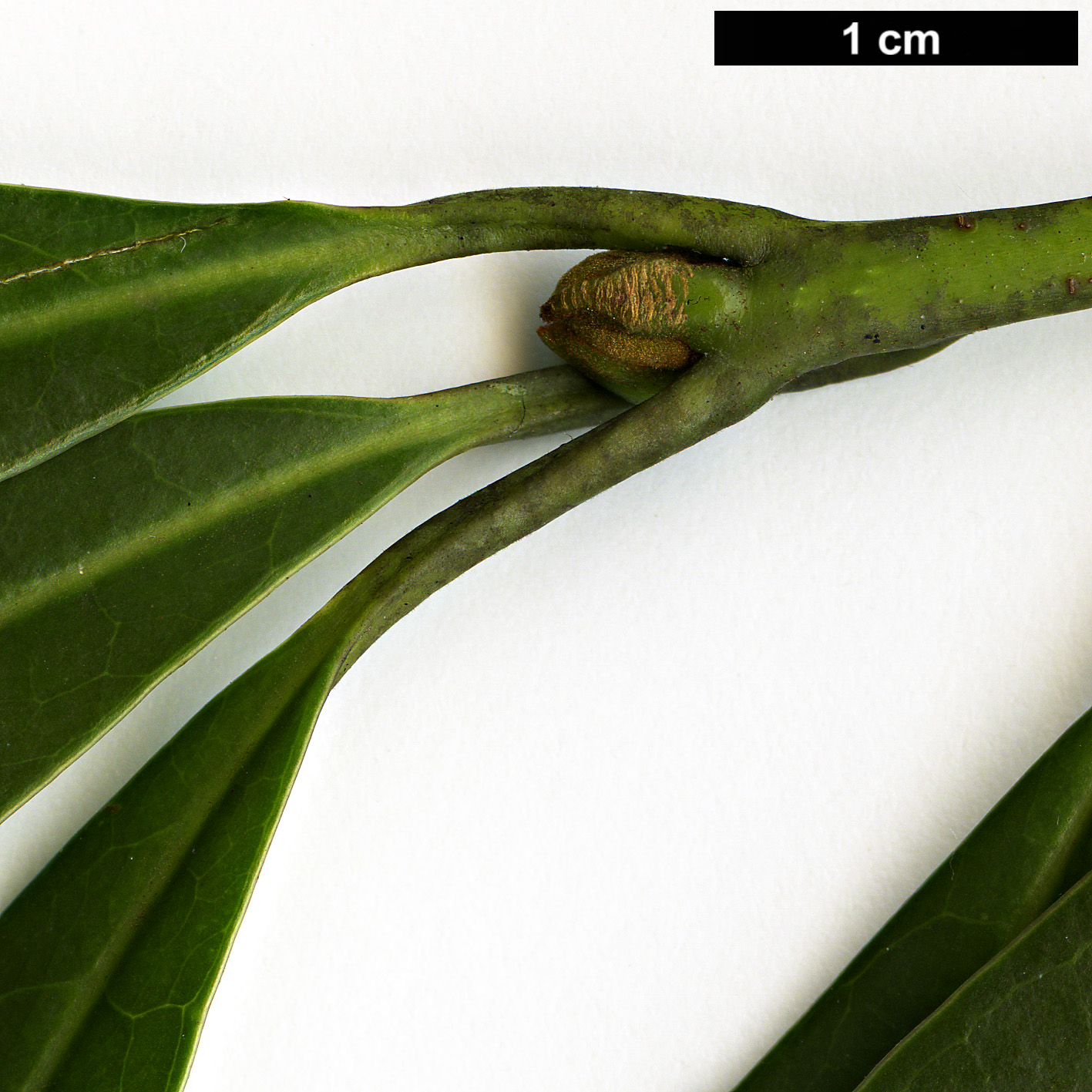 High resolution image: Family: Lauraceae - Genus: Litsea - Taxon: acuminata High resolution image: Family: Lauraceae - Genus: Litsea - Taxon: acuminata