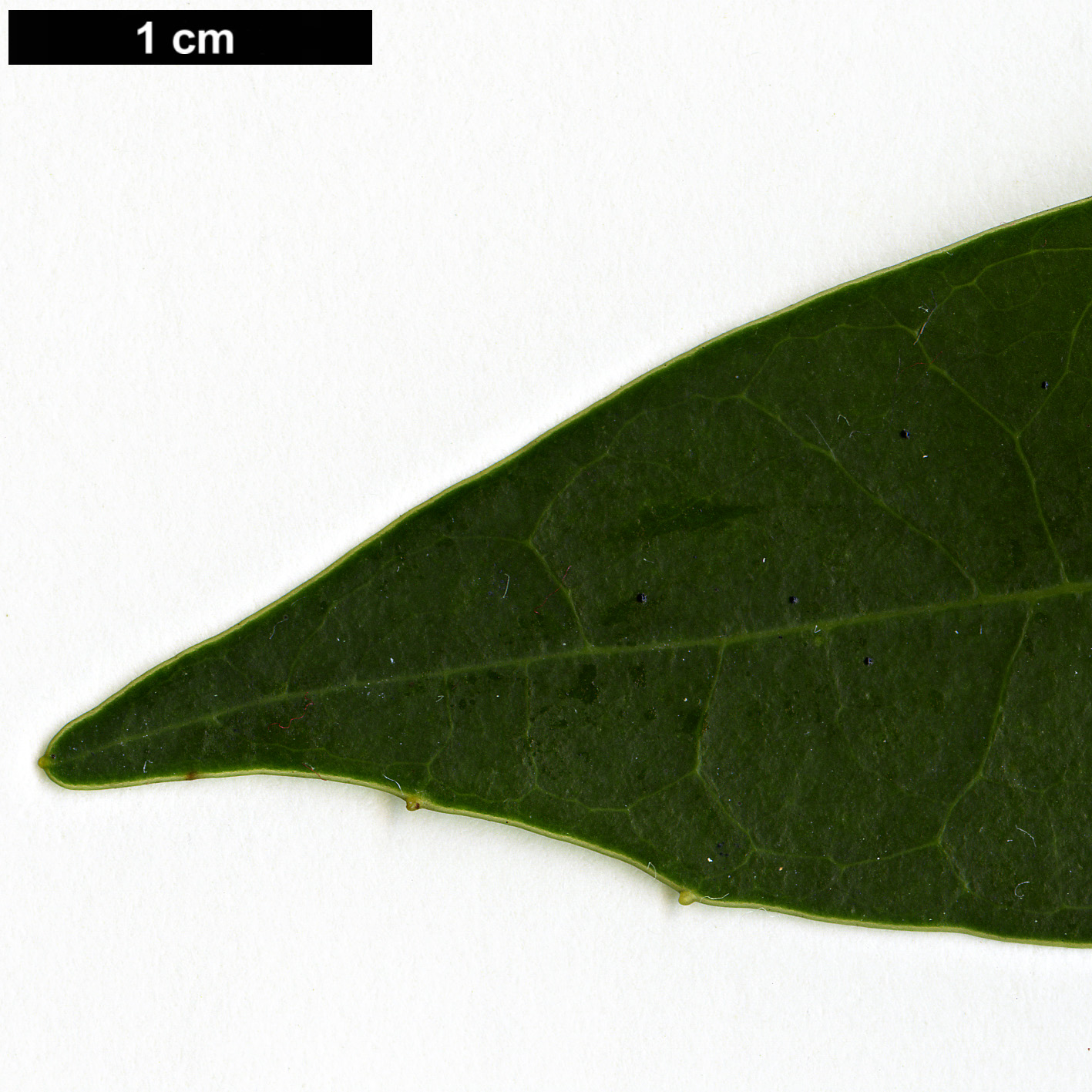 High resolution image: Family: Lauraceae - Genus: Litsea - Taxon: acuminata High resolution image: Family: Lauraceae - Genus: Litsea - Taxon: acuminata